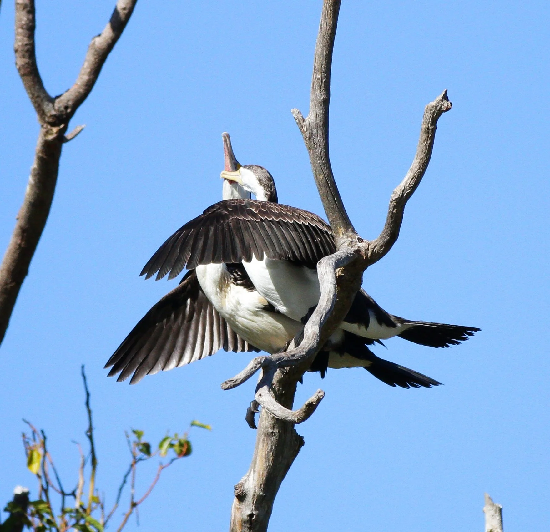 A bird perched on a tree branch with wings partially spread, under a clear blue sky.