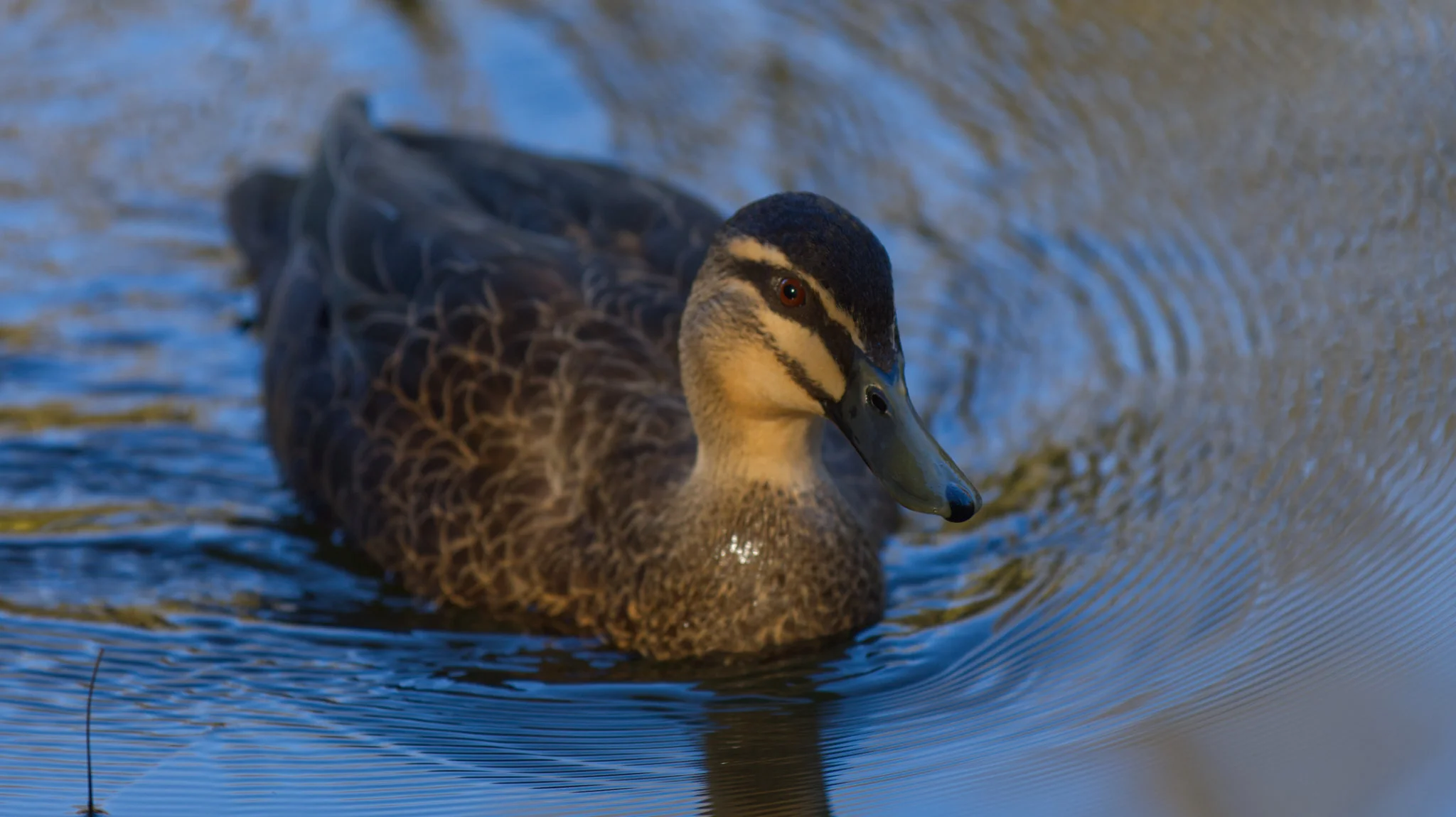 Close-up of a duck swimming in water, showing detailed plumage and ripples around it.