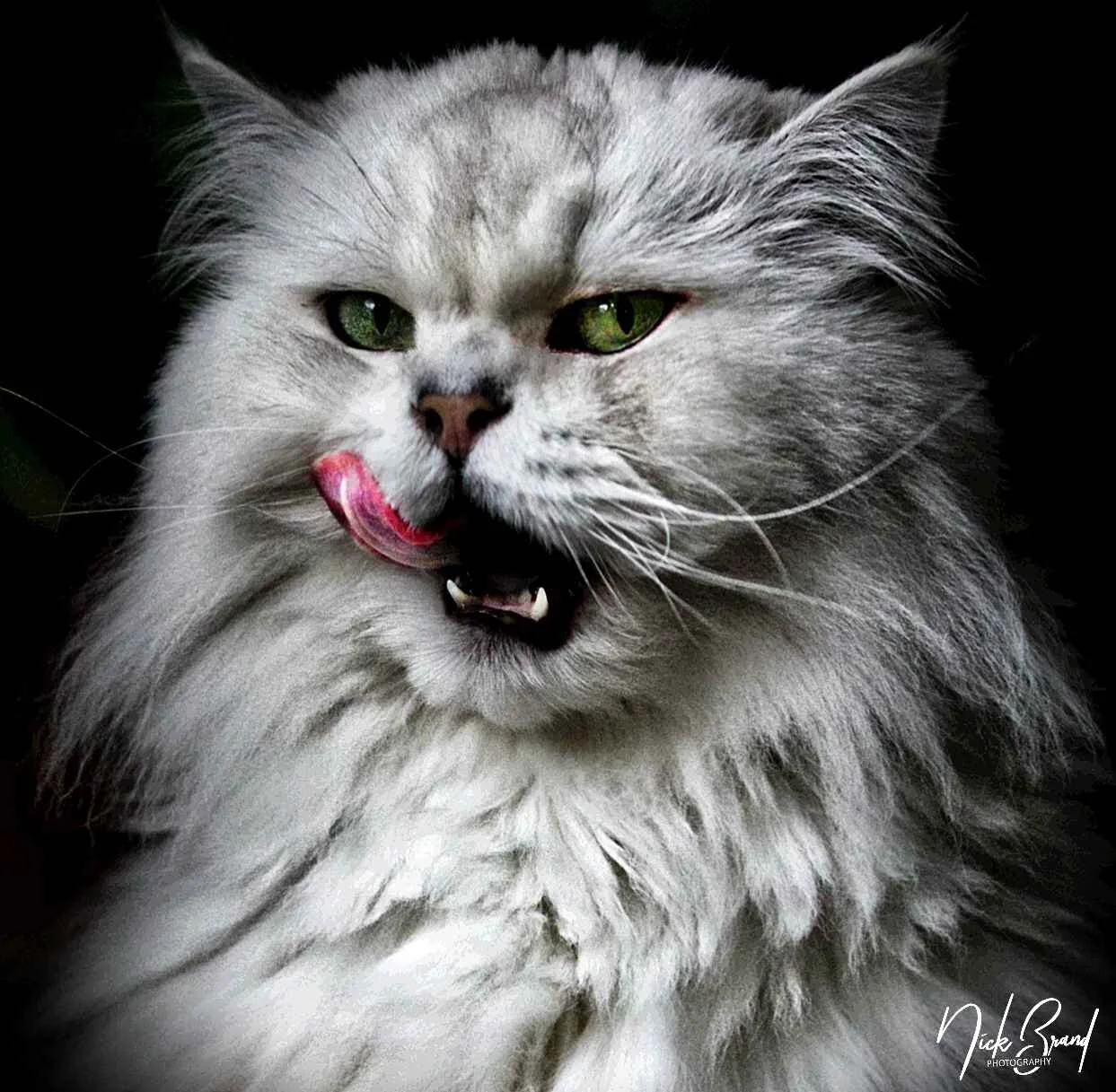 Fluffy white cat with green eyes, tongue out