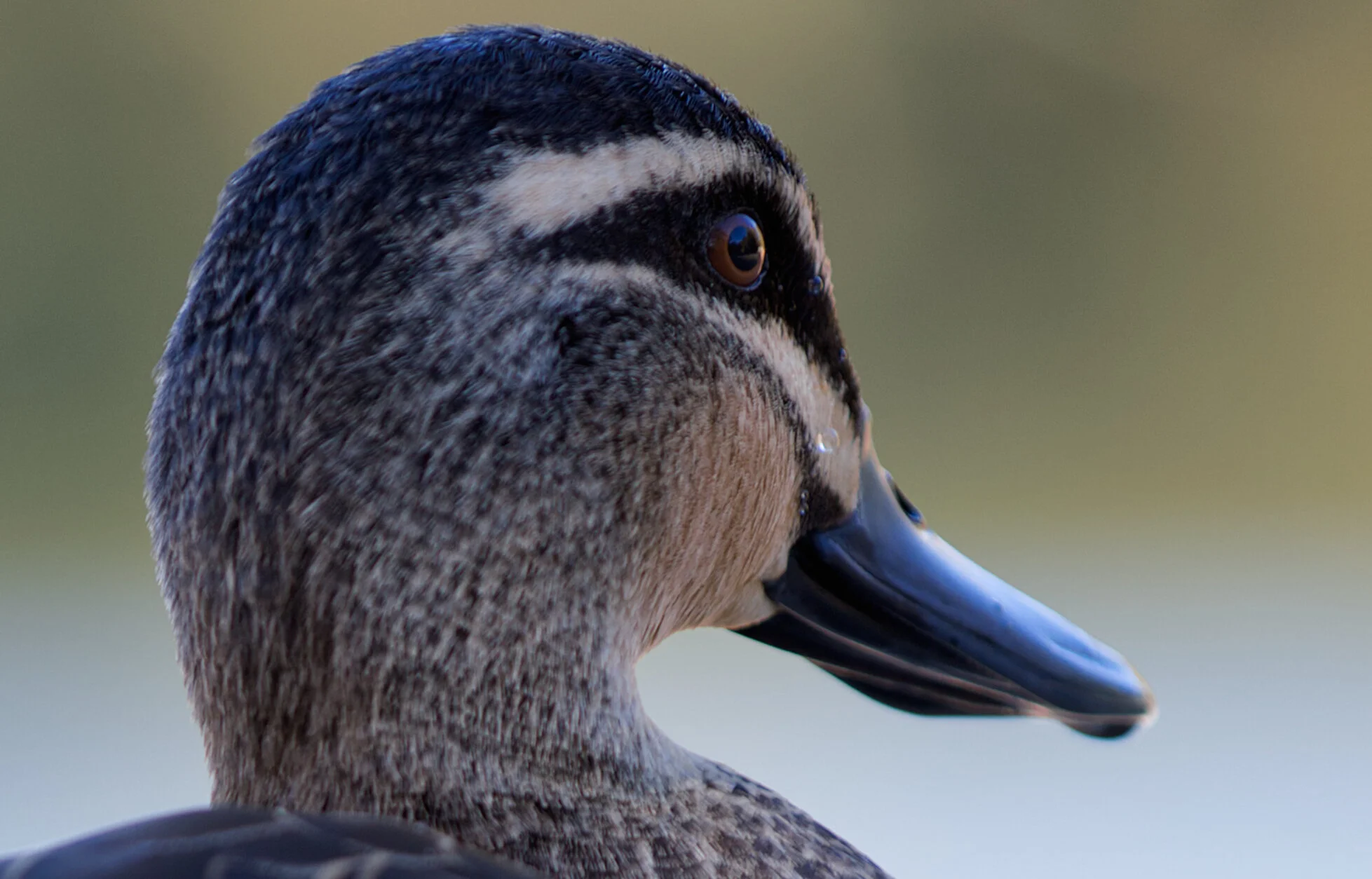 Close-up of a duck with wet feathers and a blurred background.