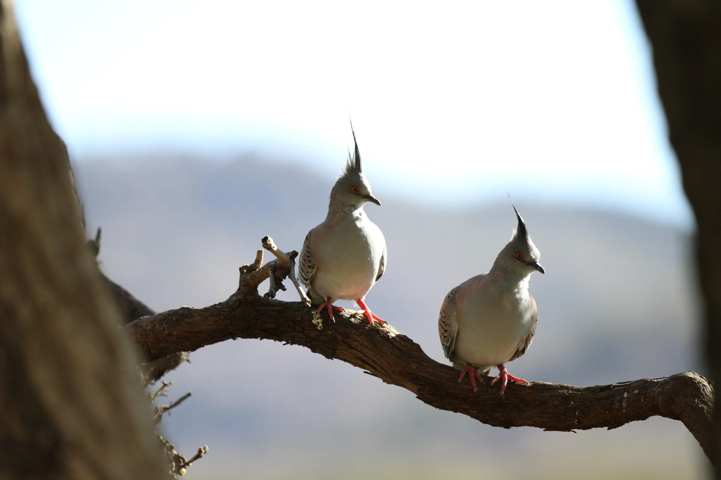 Two crested pigeons perched on a tree branch with a blurred background.