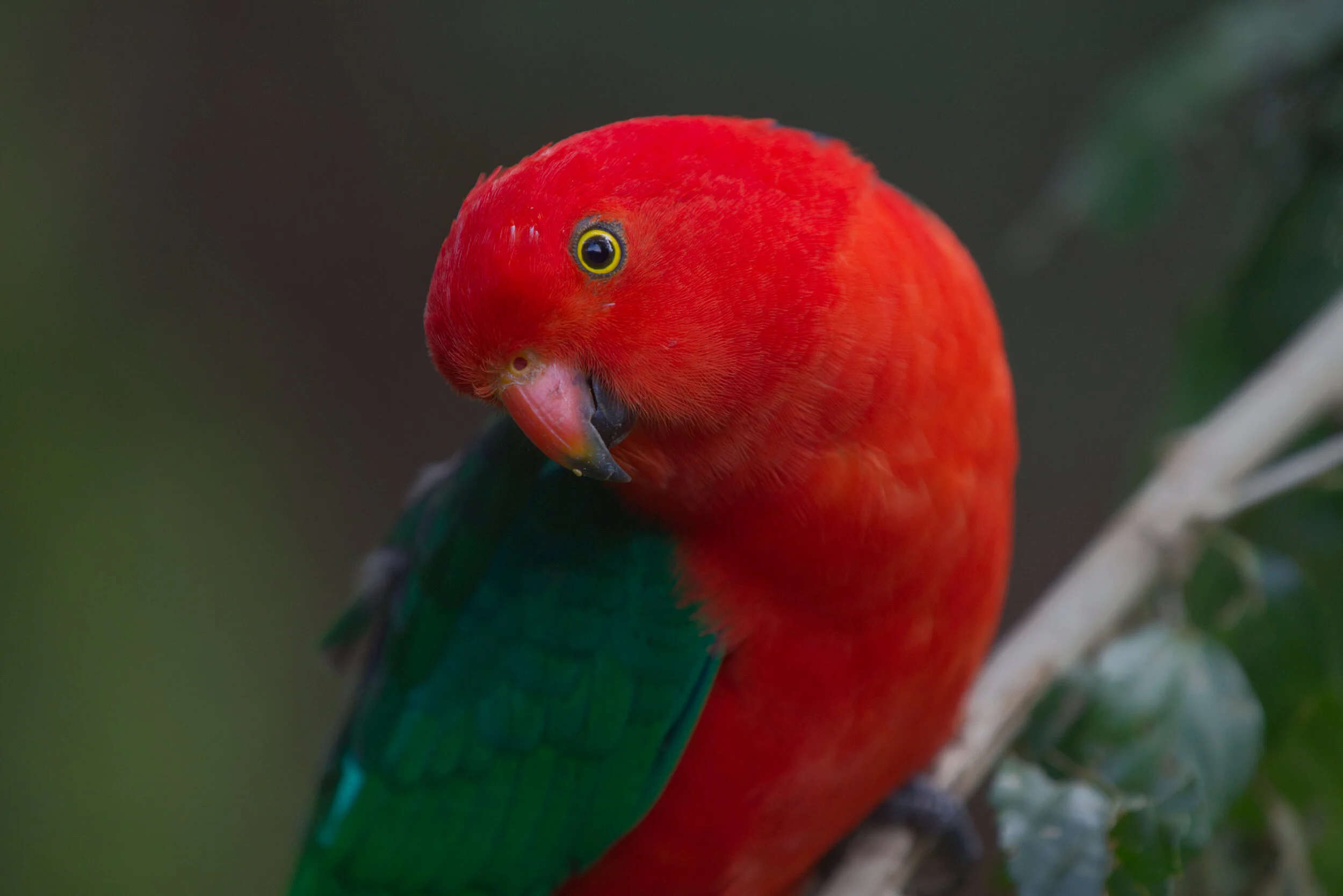 Close-up of a vibrant red parrot with green wings perched on a branch.
