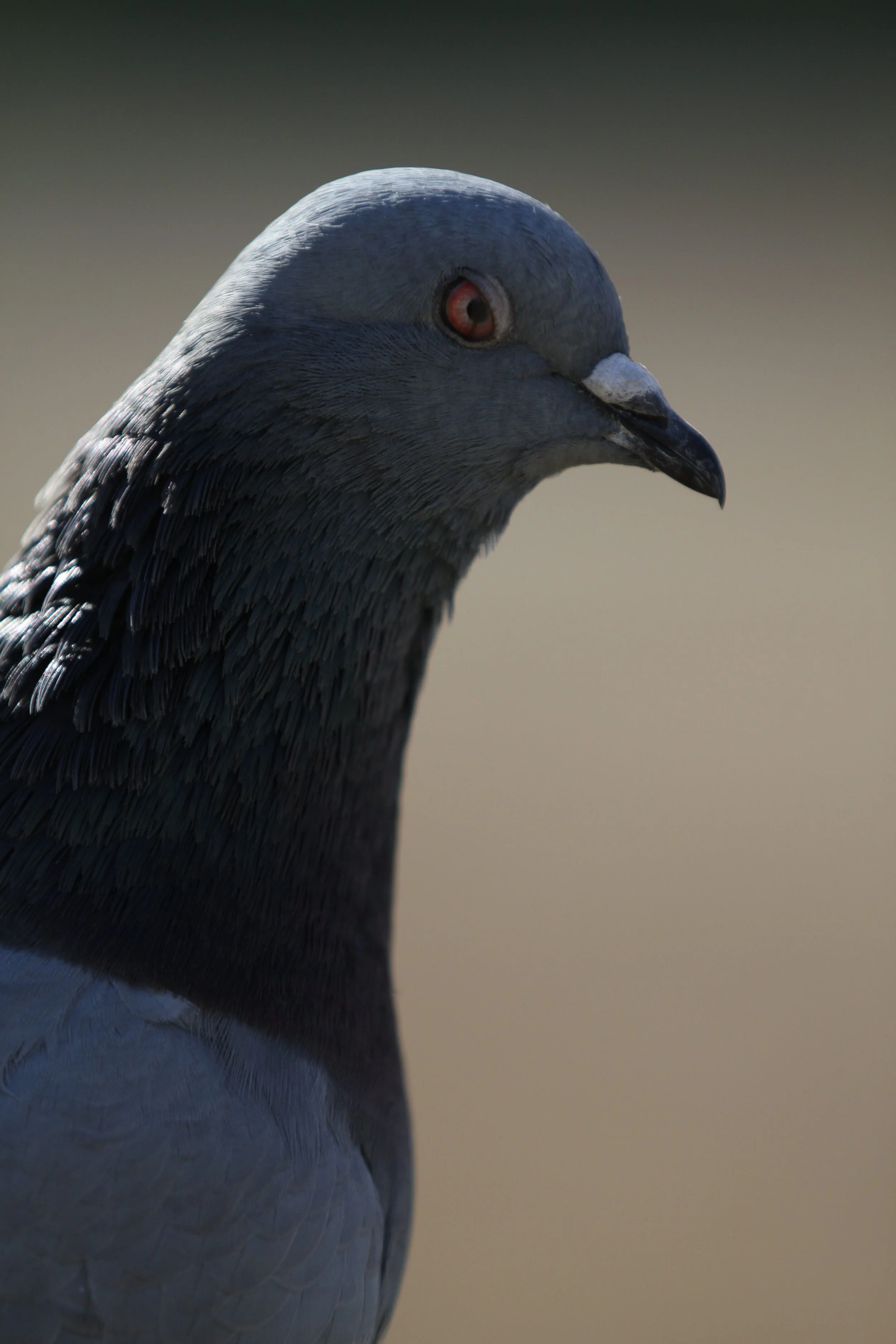Close-up of a gray pigeon with a blurred background.