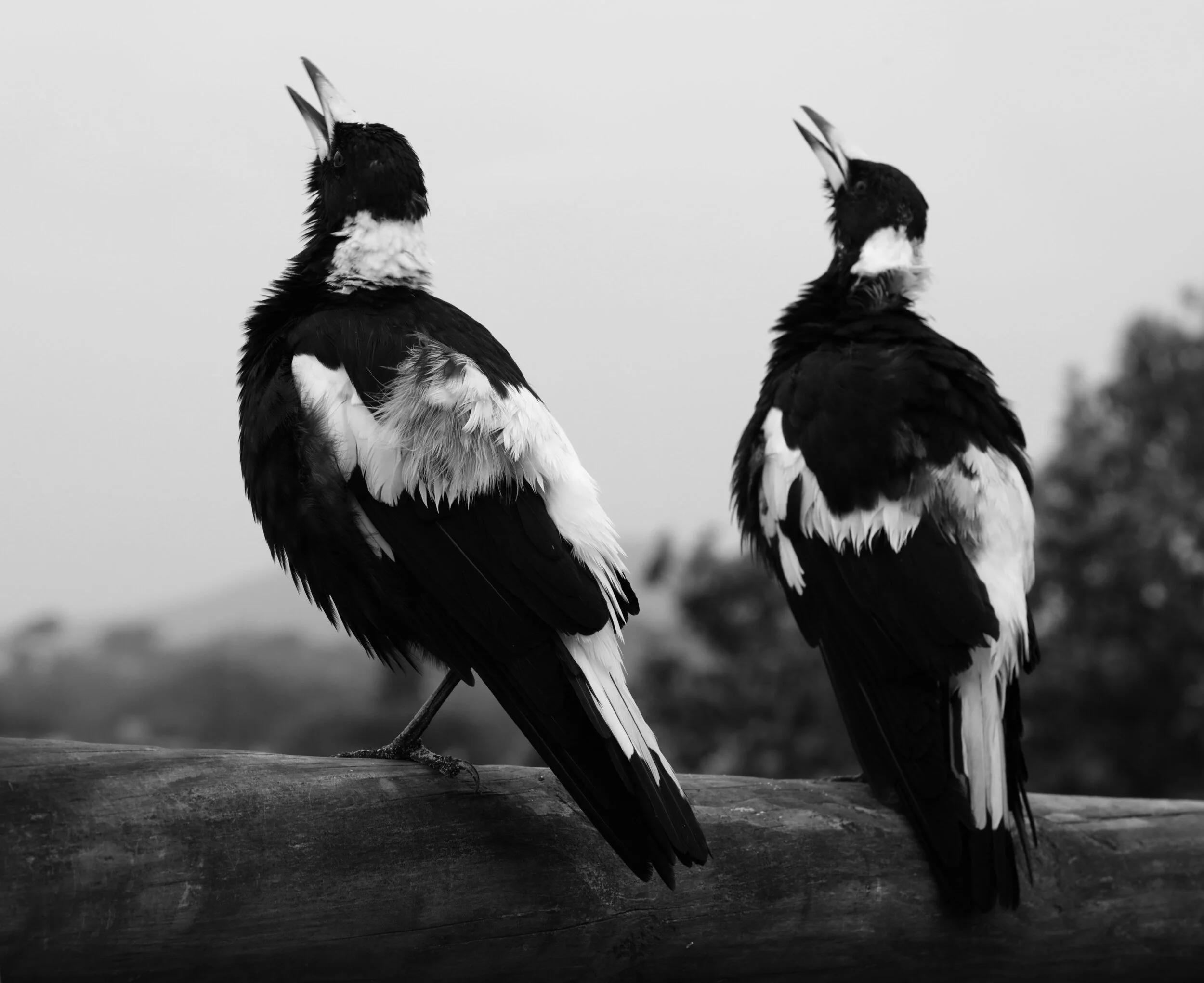 Two black and white birds perched on a wooden beam, with blurred trees in the background.
