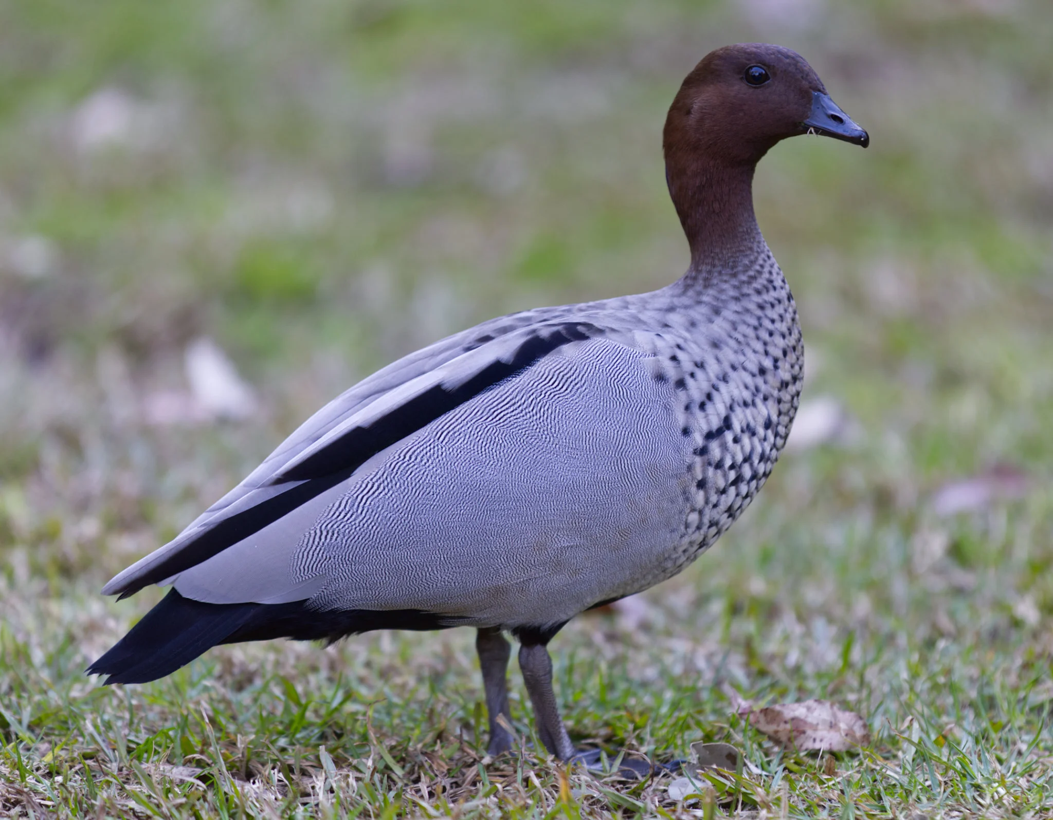 Australian wood duck standing on grass