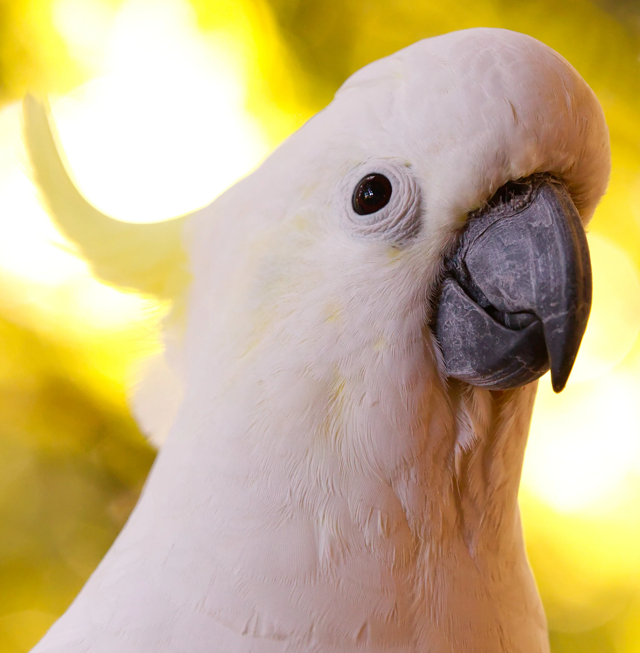 Close-up of a white cockatoo with a black beak against a bright yellow background.
