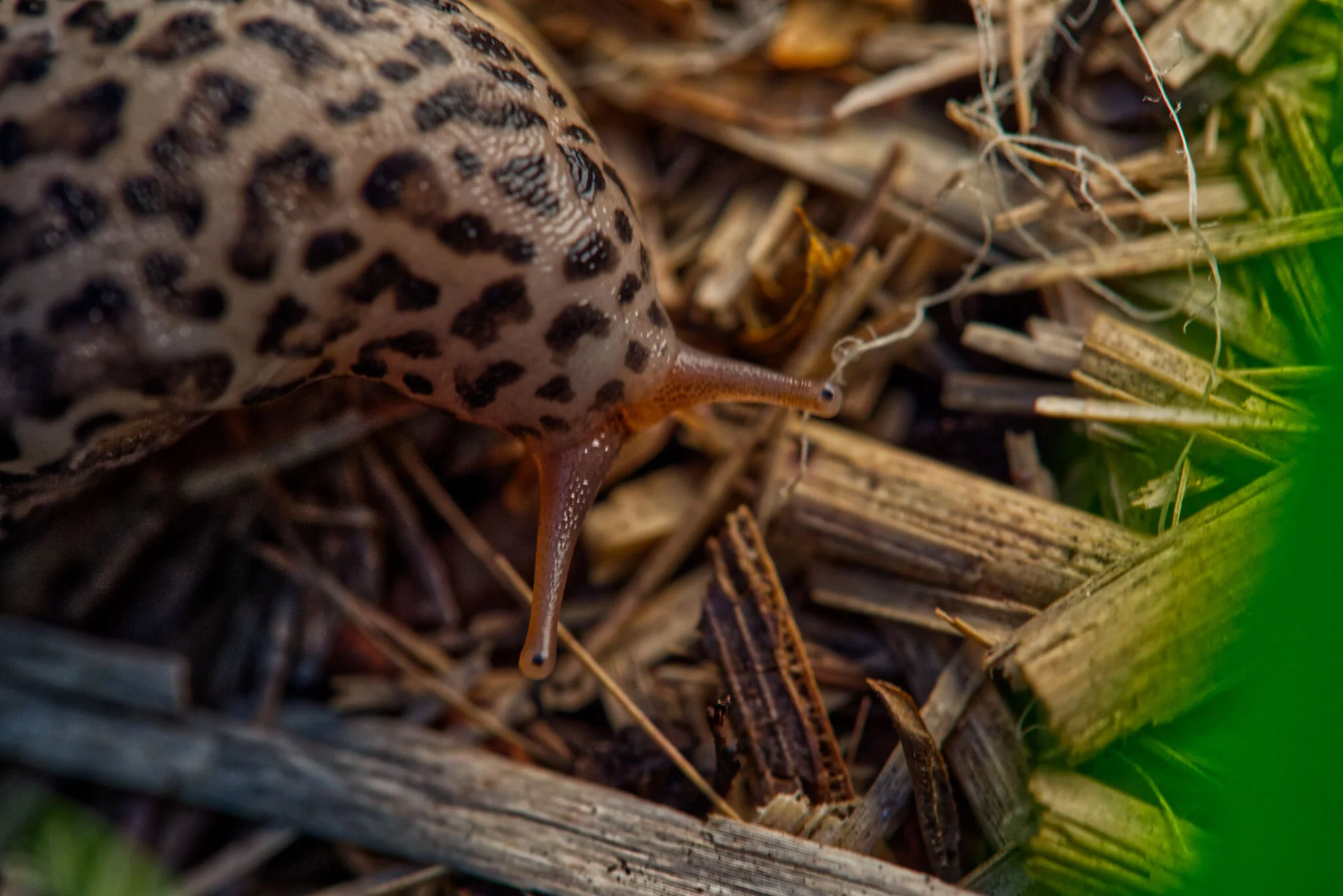 Close-up of a leopard slug on a bed of dried plant material and wood.