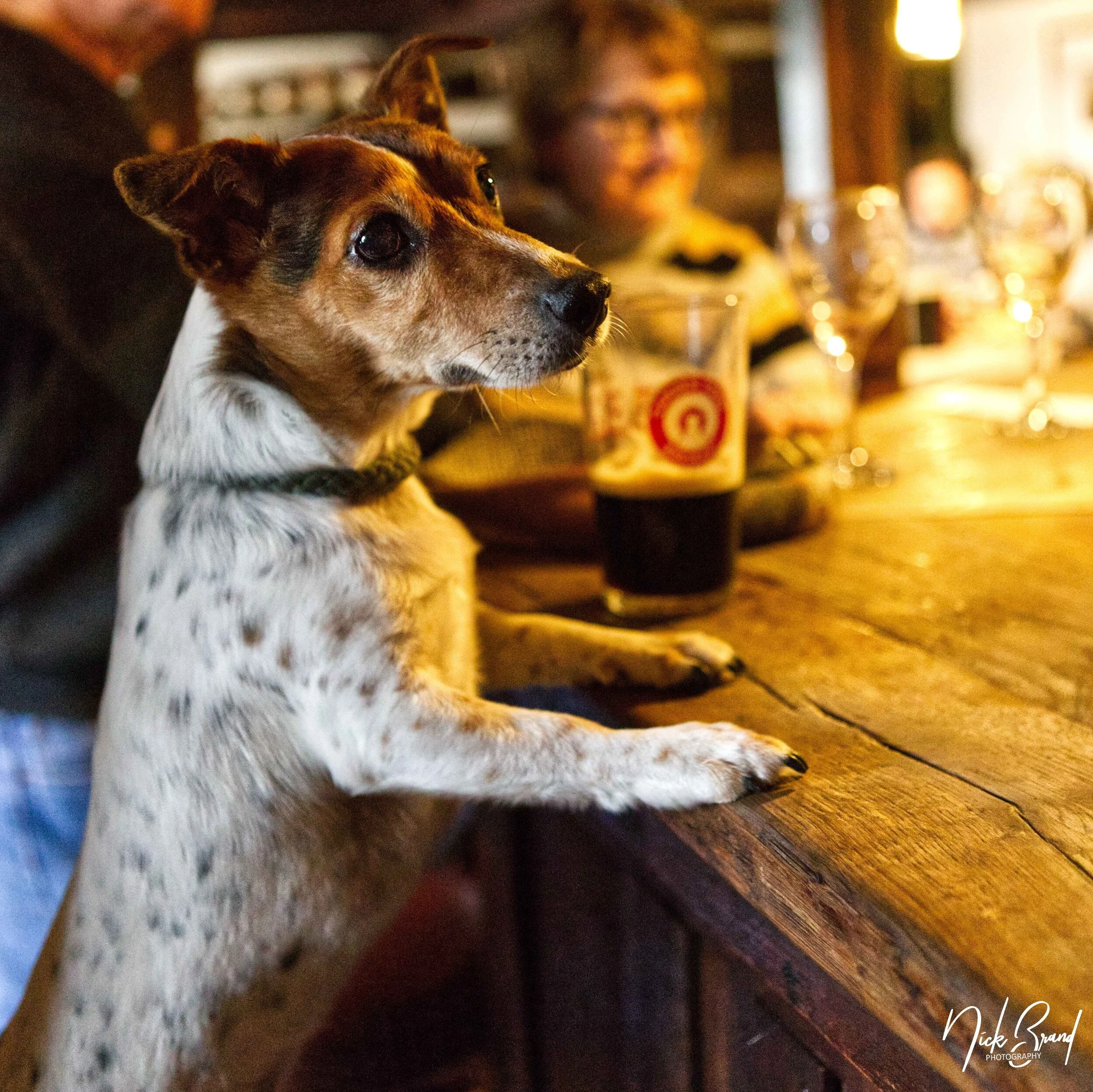 Small dog with black and white fur on bar counter, people in background, beer glass nearby.