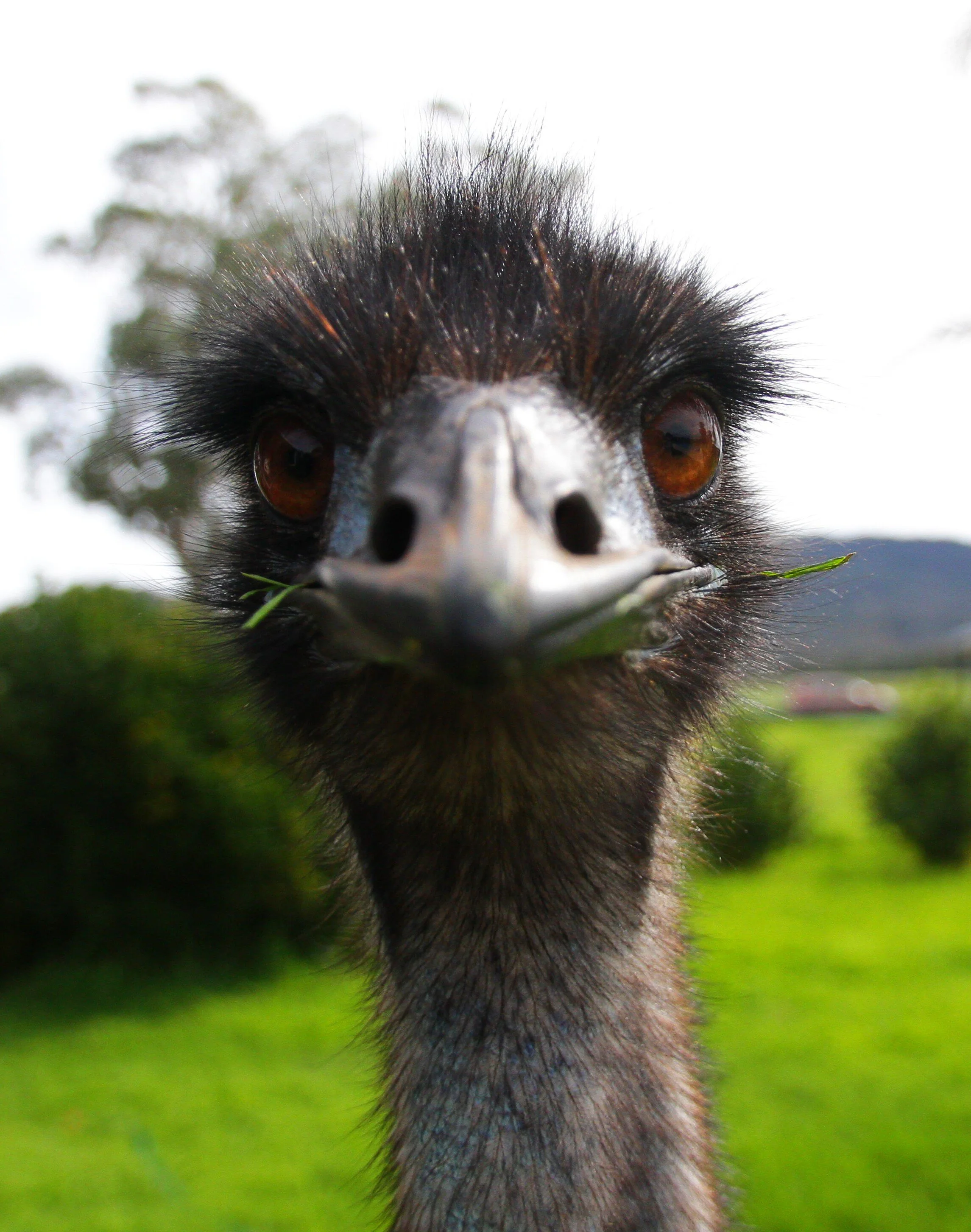 Close-up of an emu's face with blurred greenery in the background.