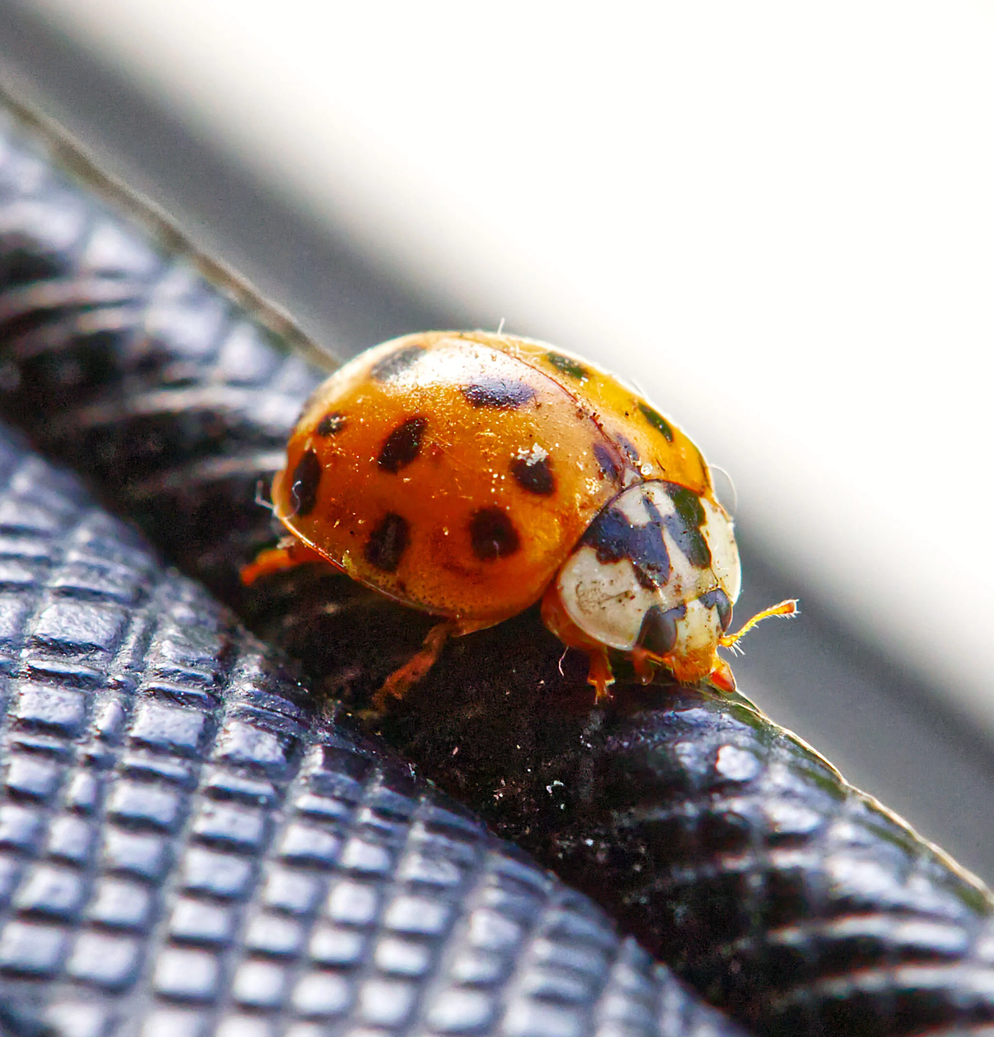 Close-up of a ladybug with a glossy orange shell and black spots on a textured dark surface.