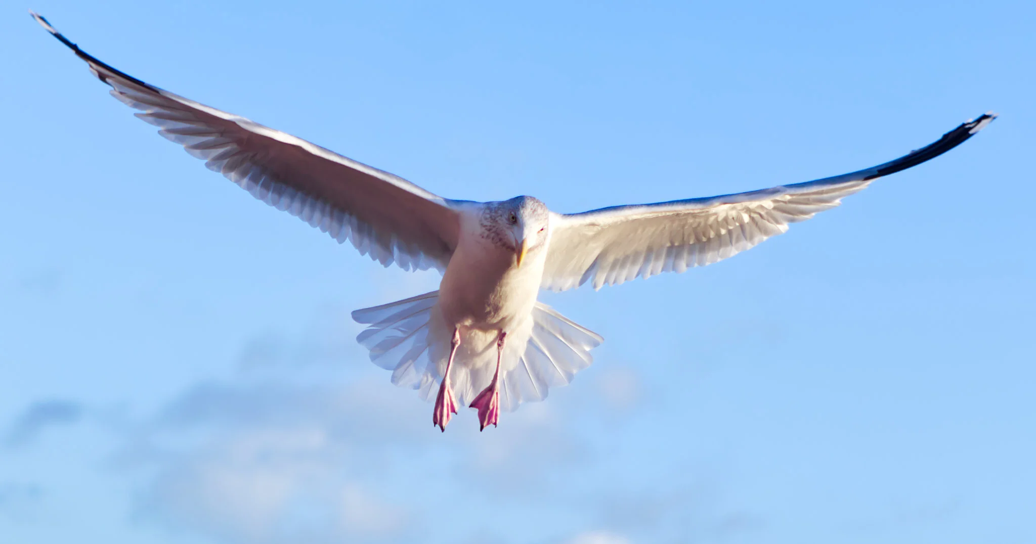 Seagull flying with wings spread against blue sky