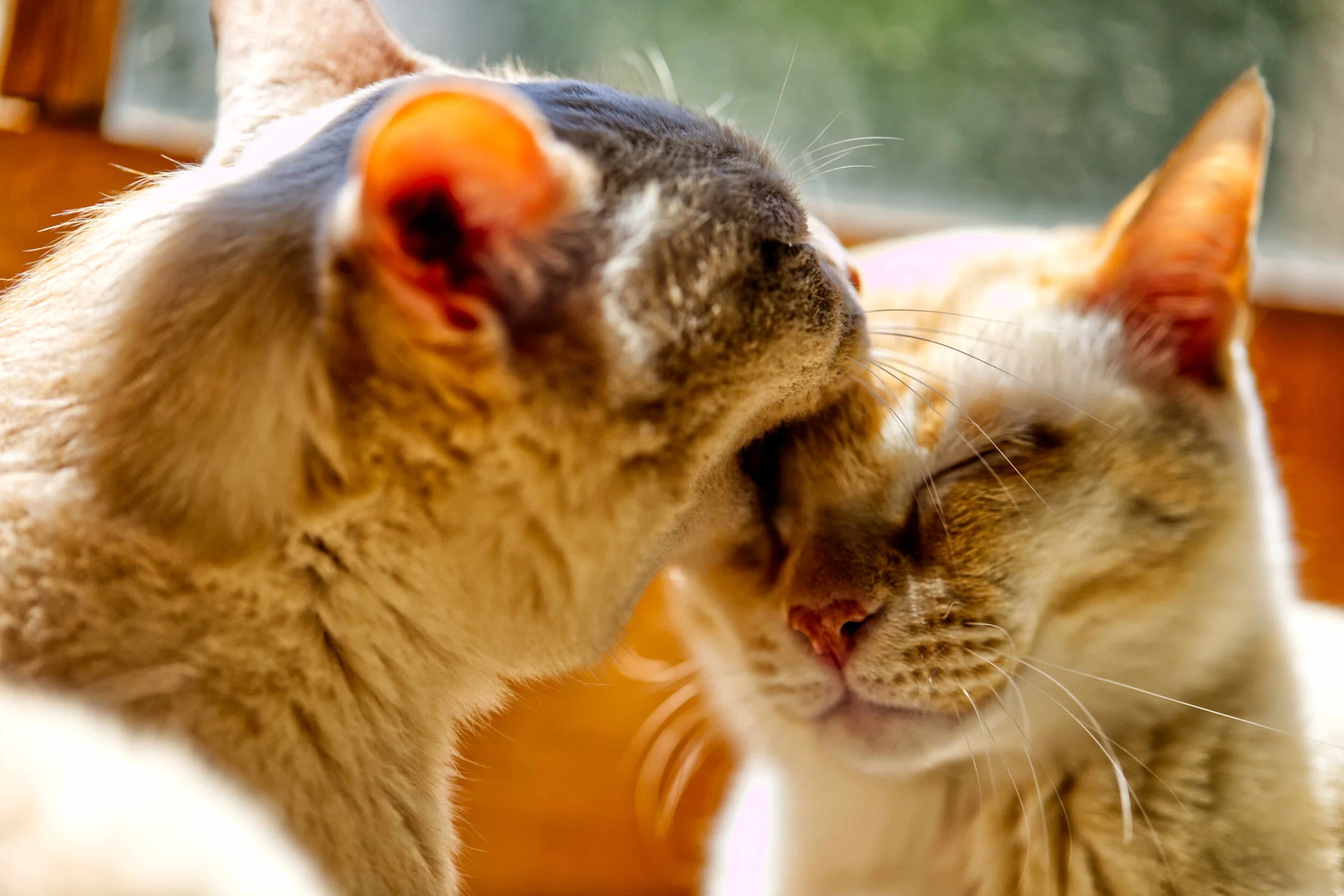 Two cats snuggling affectionately indoors.