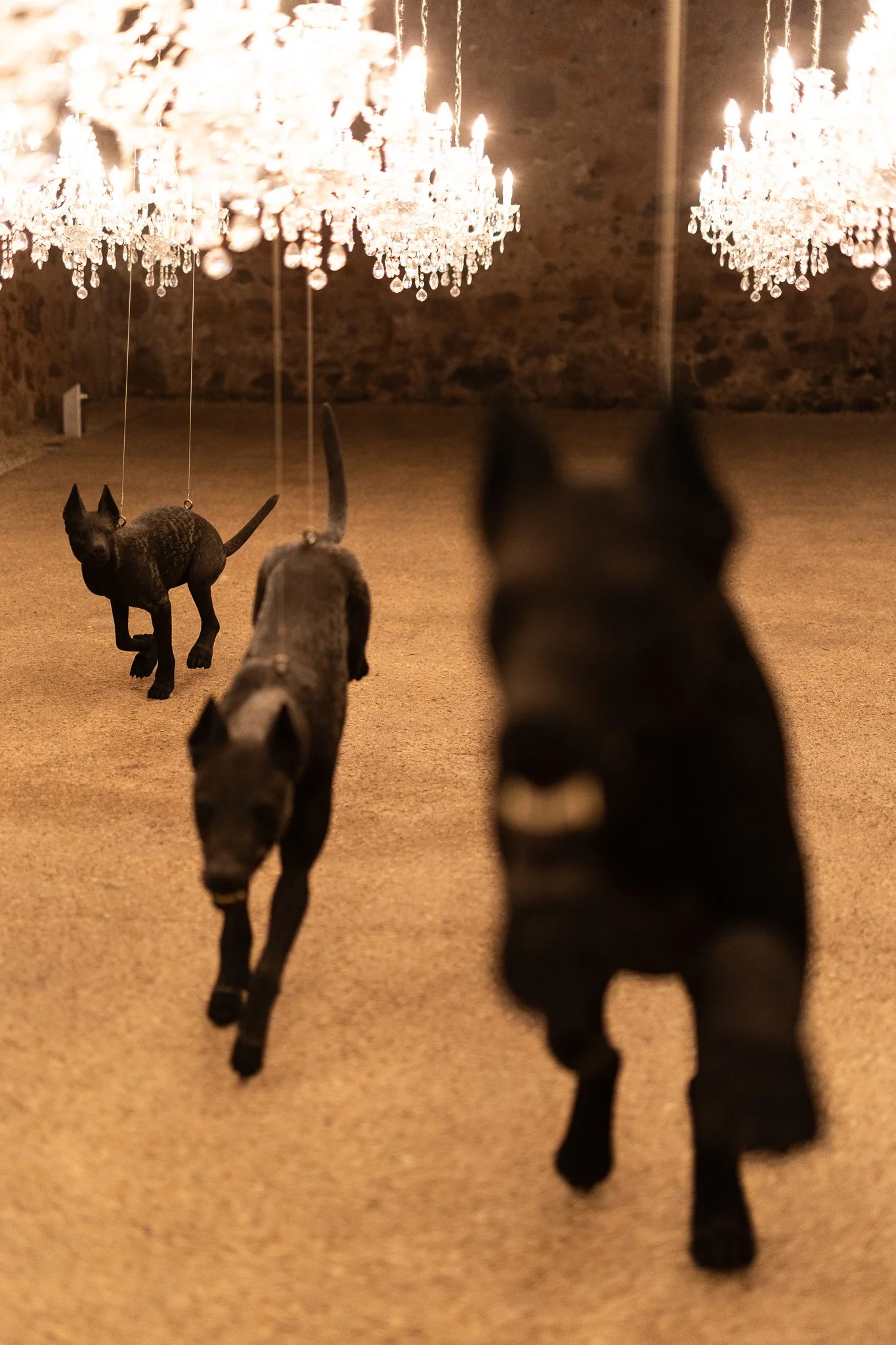 Nina Hamilton-Tasmanian Photographer-Rosny Farm-Abdullah-The Dogs-22.jpg