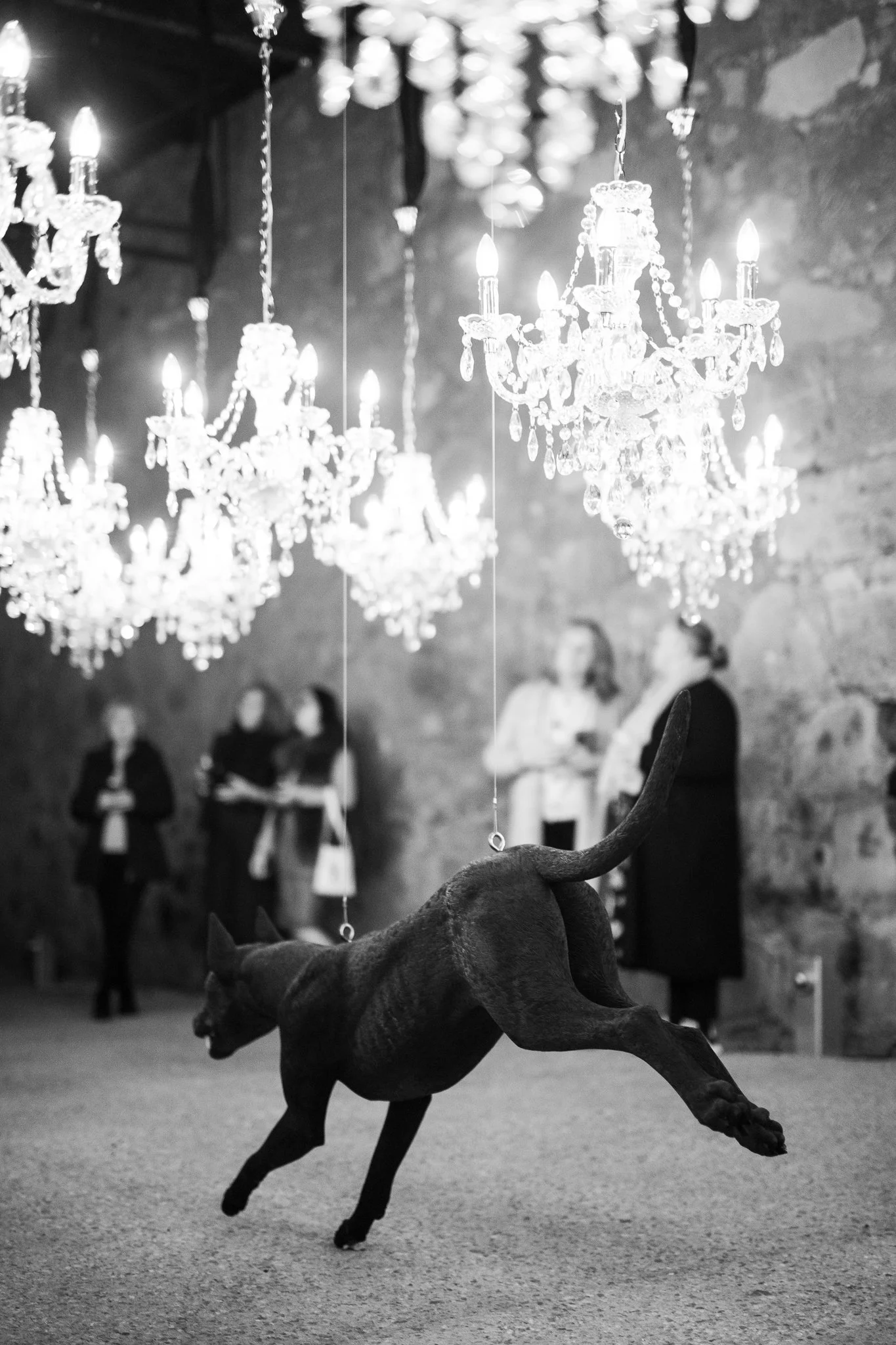 Nina Hamilton-Tasmanian Photographer-Rosny Farm-Dark Mofo-The Dogs-31.jpg