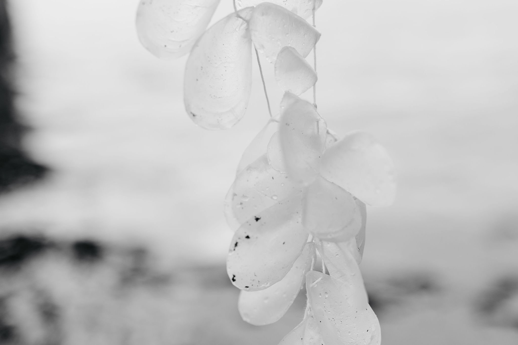 NinaHamilton-TasmanianPhotographer-GabbeeStolp-Tracings-180.jpg