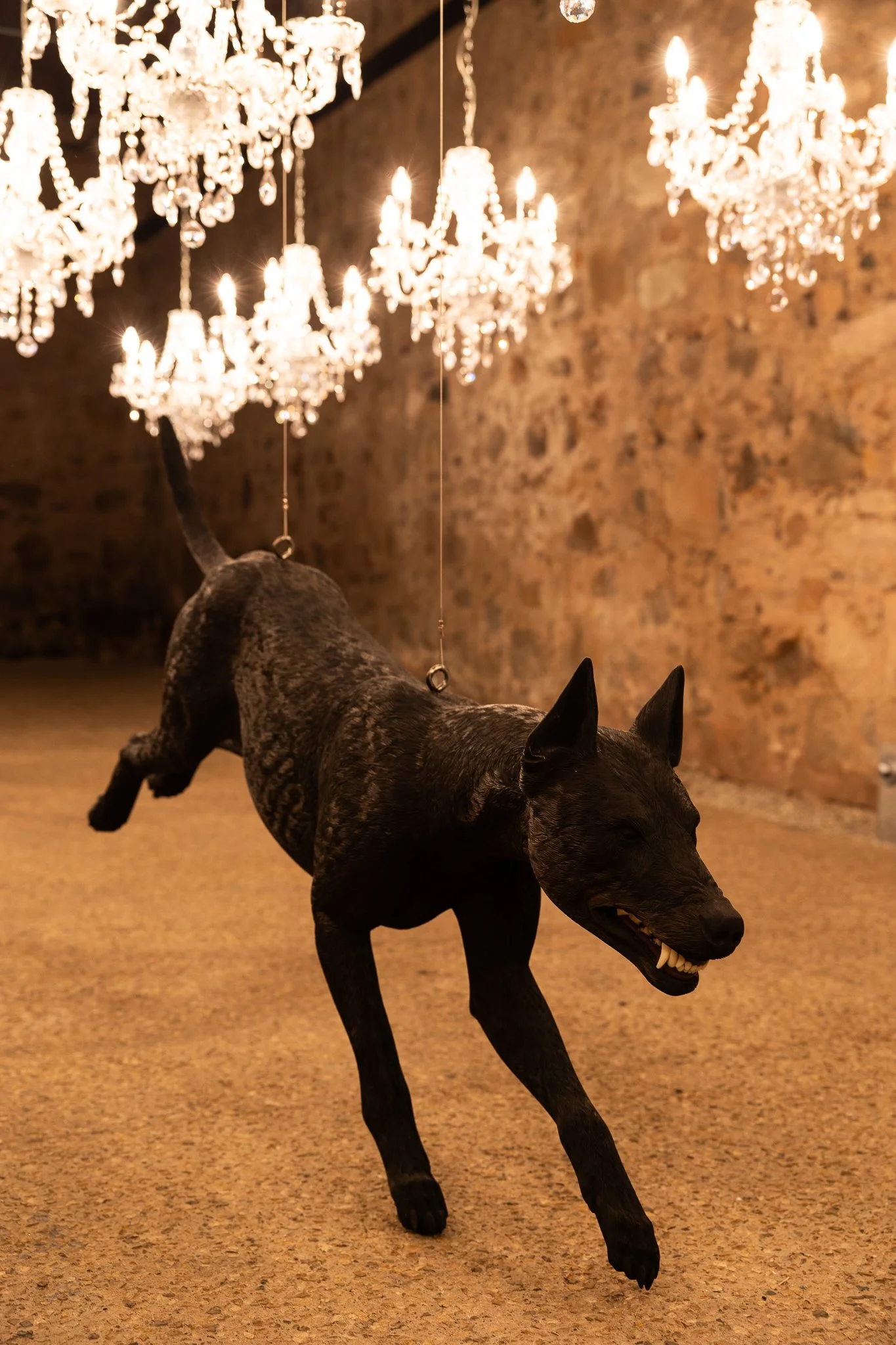 Nina Hamilton-Tasmanian Photographer-Rosny Farm-Abdullah-The Dogs-11.jpg