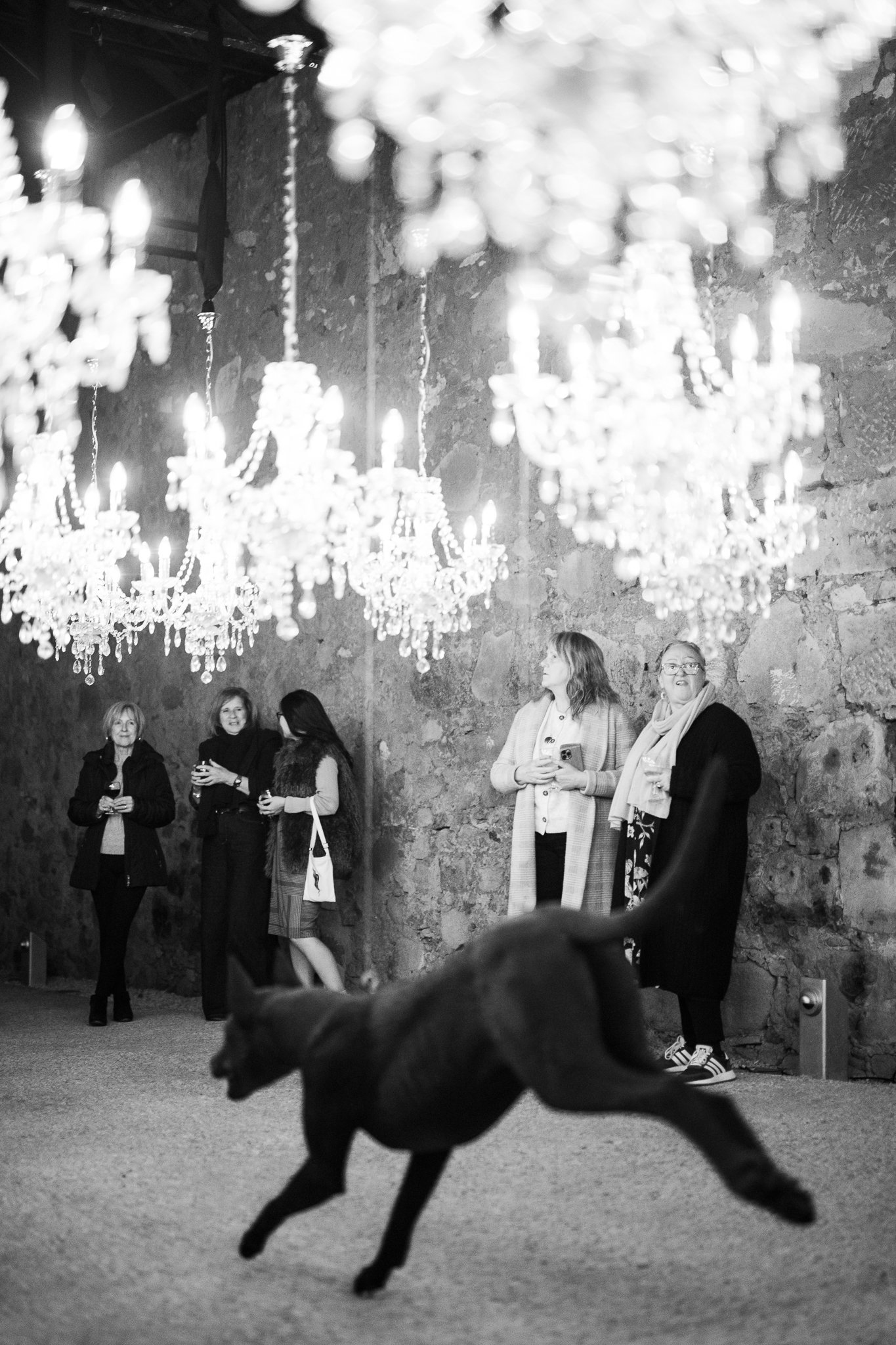 Nina Hamilton-Tasmanian Photographer-Rosny Farm-Dark Mofo-The Dogs-32.jpg