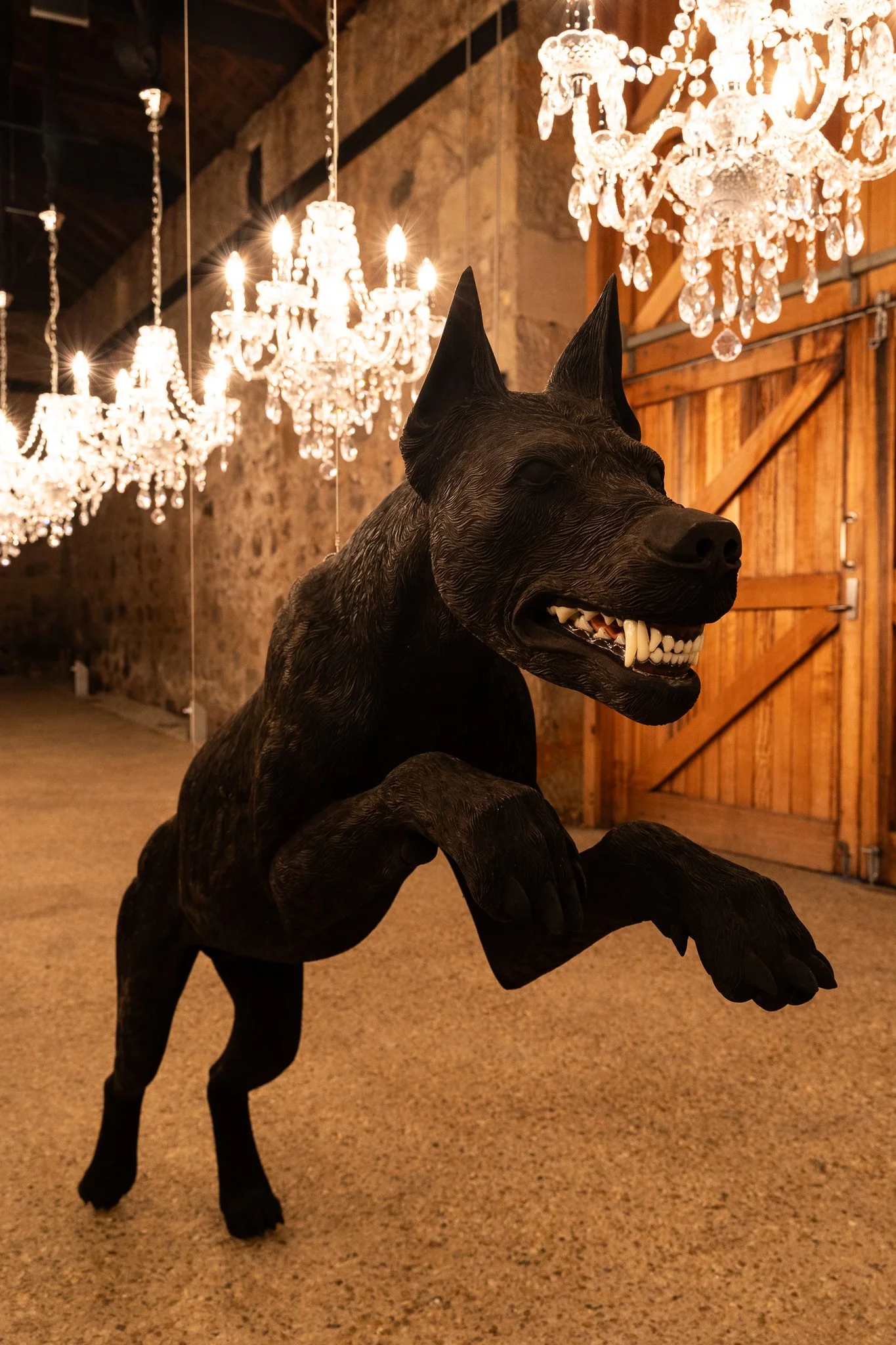 Nina Hamilton-Tasmanian Photographer-Rosny Farm-Abdullah-The Dogs-6.jpg