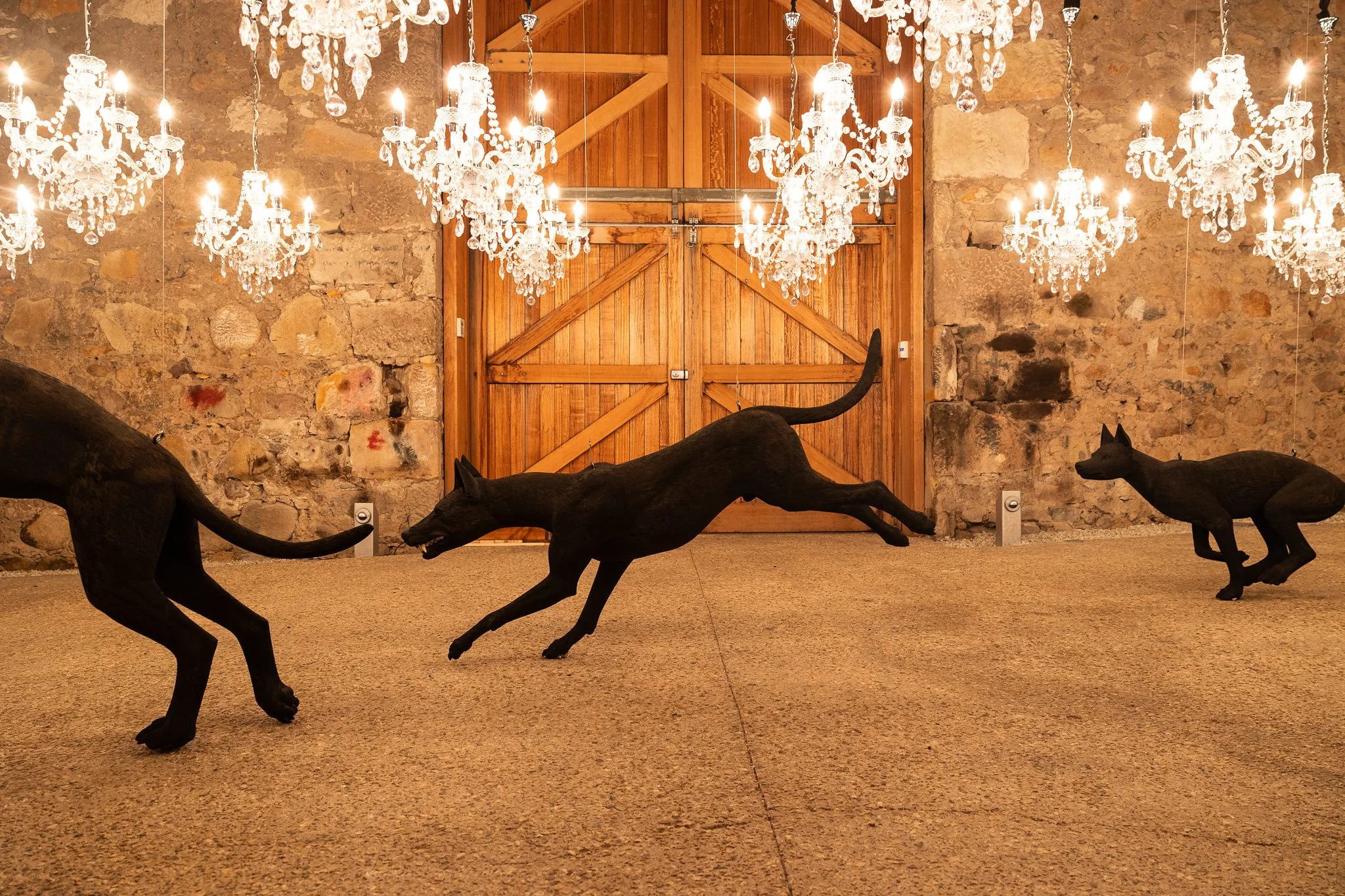 Nina Hamilton-Tasmanian Photographer-Rosny Farm-Abdullah-The Dogs-19.jpg