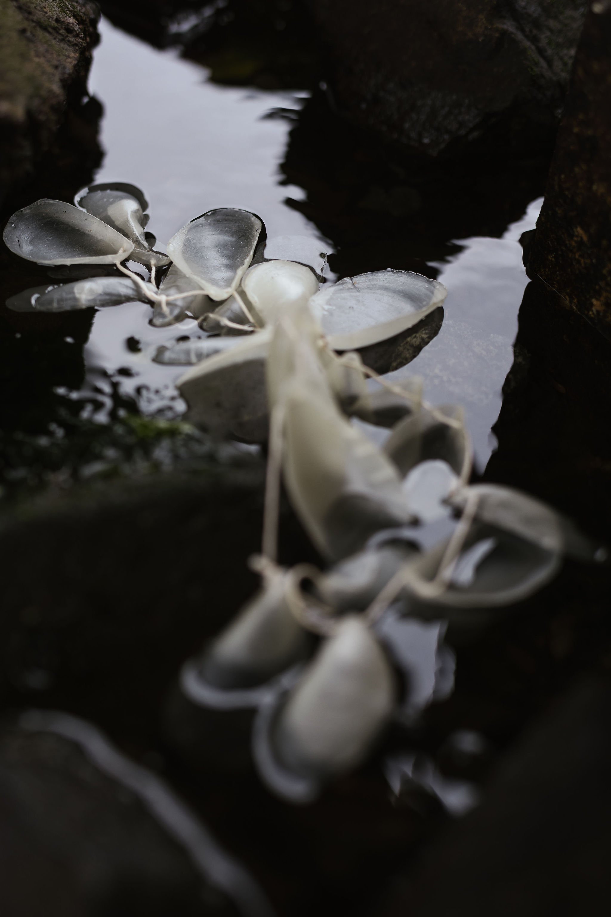 NinaHamilton-TasmanianPhotographer-GabbeeStolp-Tracings-189.jpg