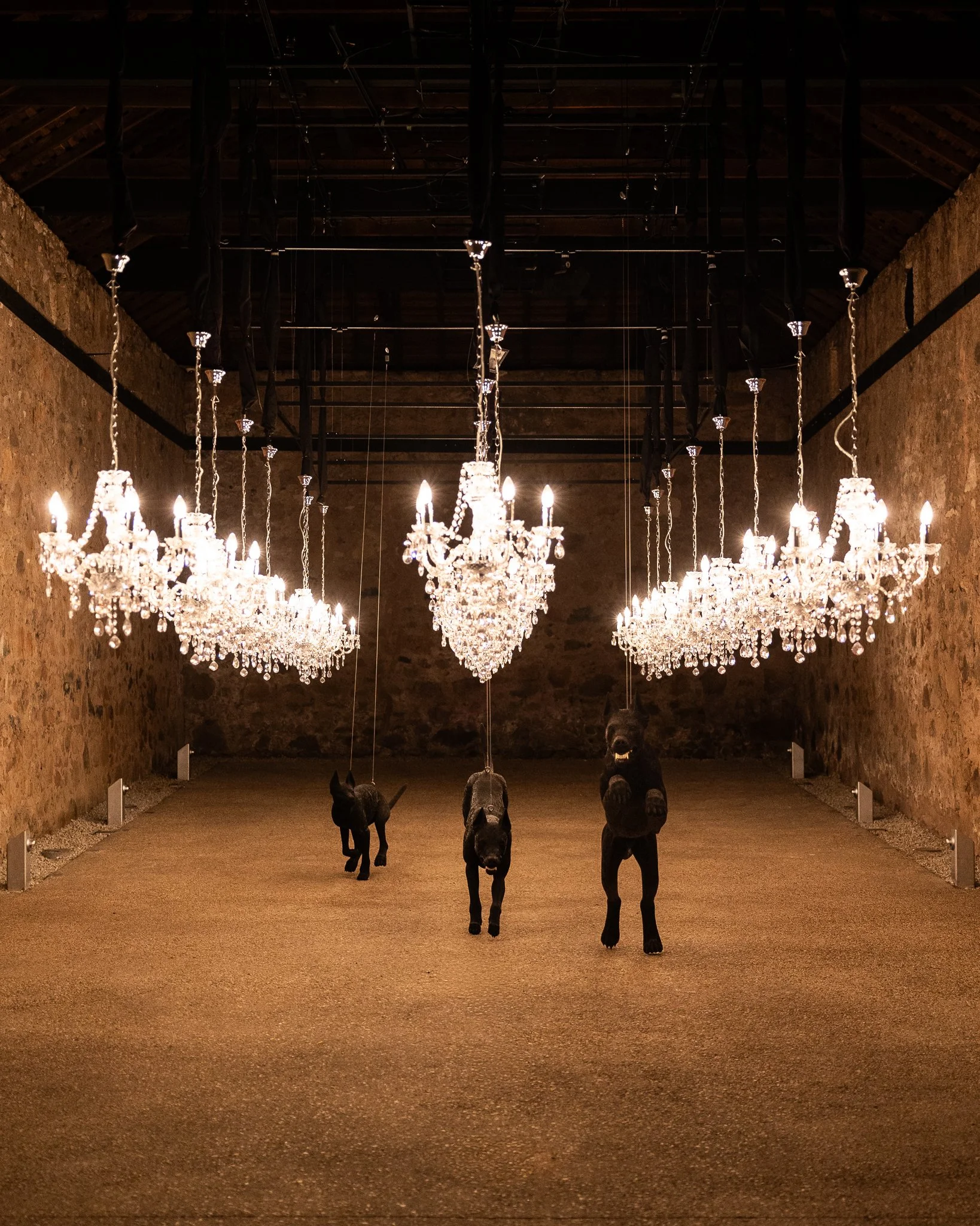Nina Hamilton-Tasmanian Photographer-Rosny Farm-Abdullah-The Dogs-2.jpg