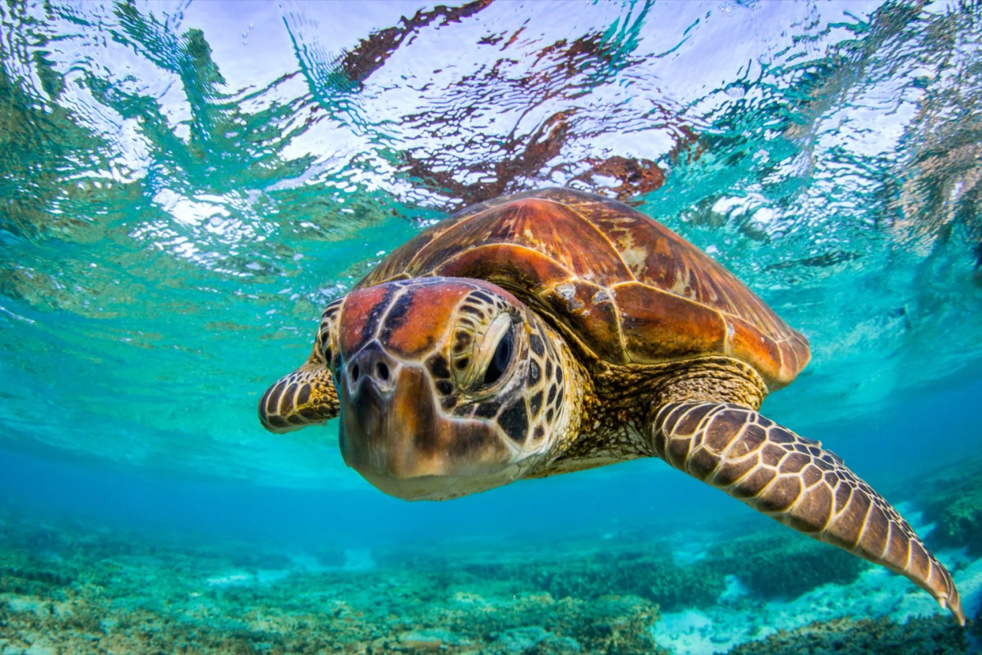 LEI_Turtle.jpg