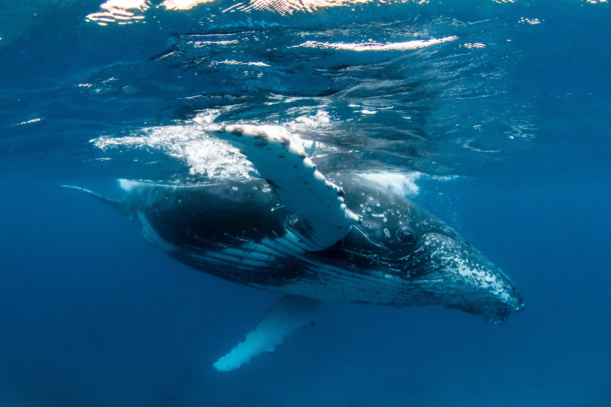 LEI_HumpbackWhale.jpg