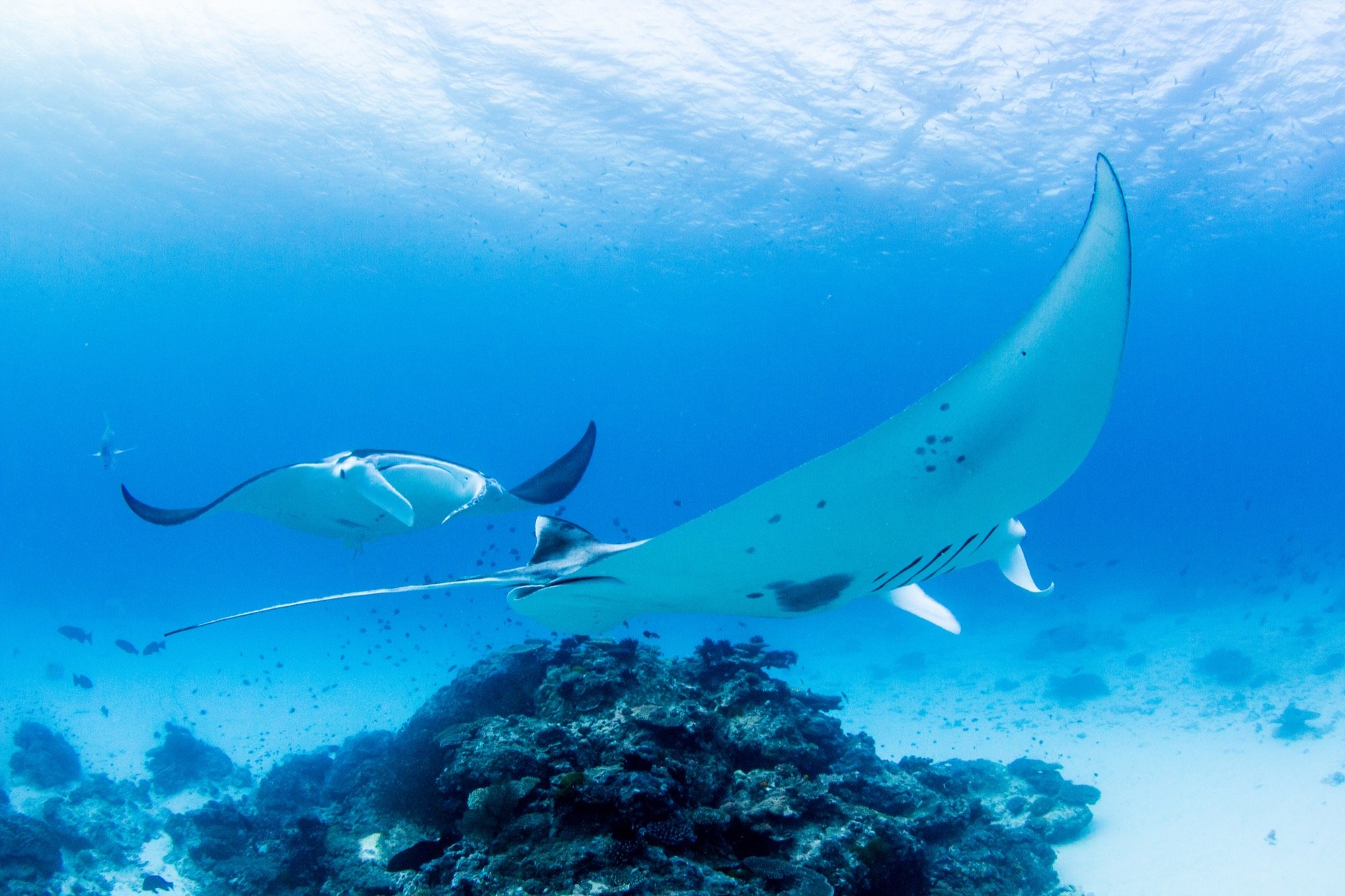 LEI_MantaRaysIII.jpg