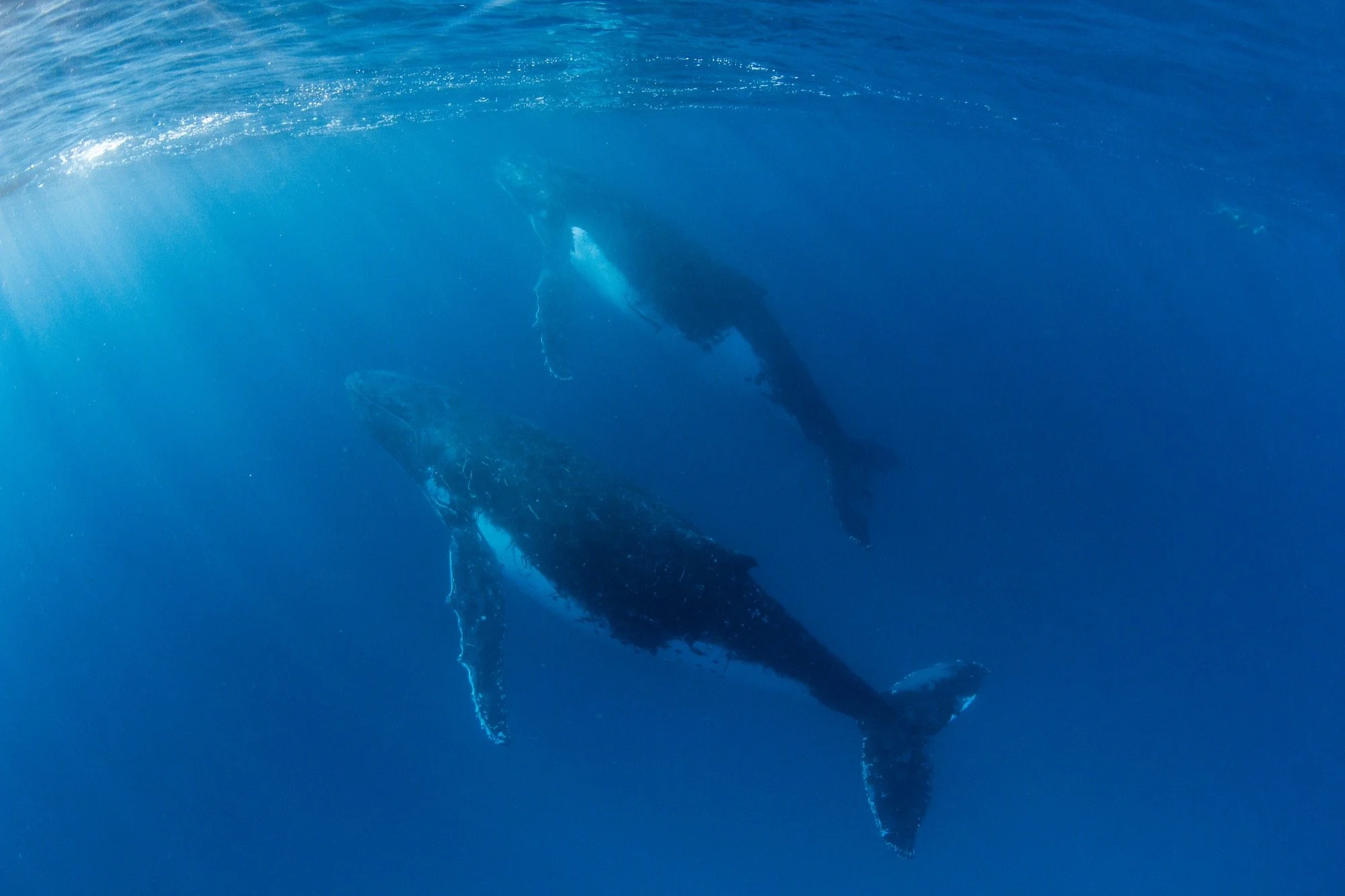 LEI_WhalesTravelling.jpg