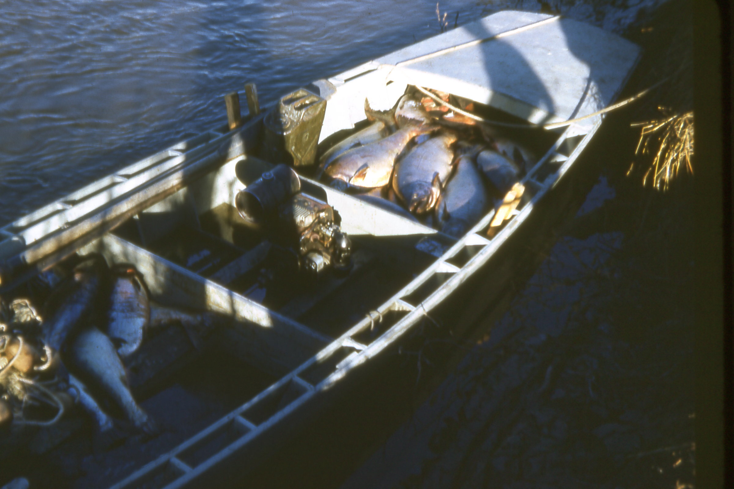 50s - fish in puttputt.jpg
