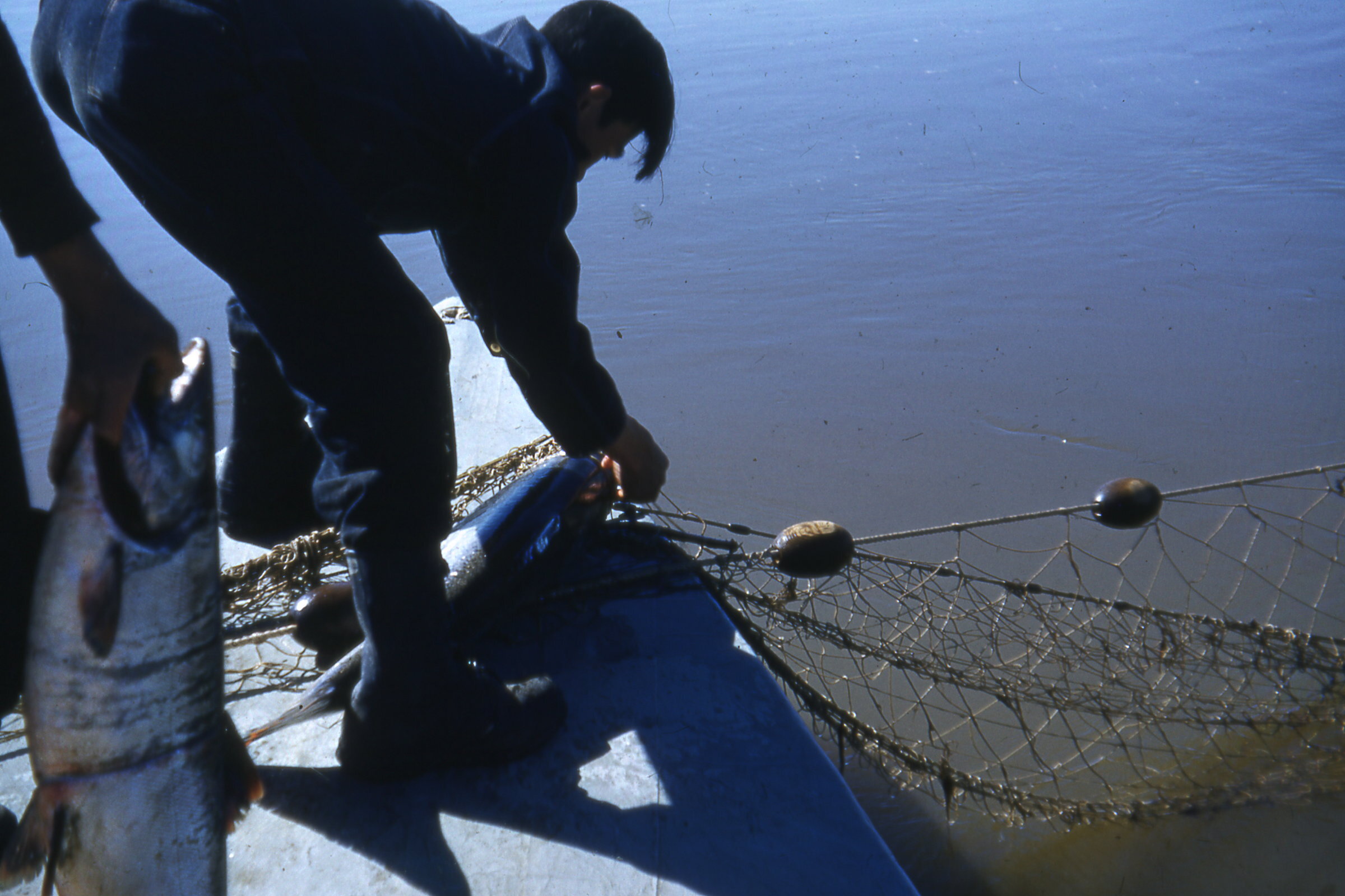 50s - Removing fish from  net.jpg