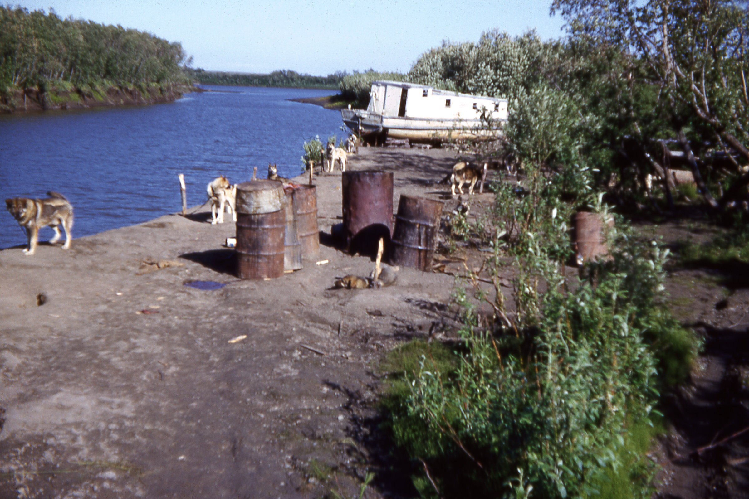 50s - Swan and Dogs by slough.jpg