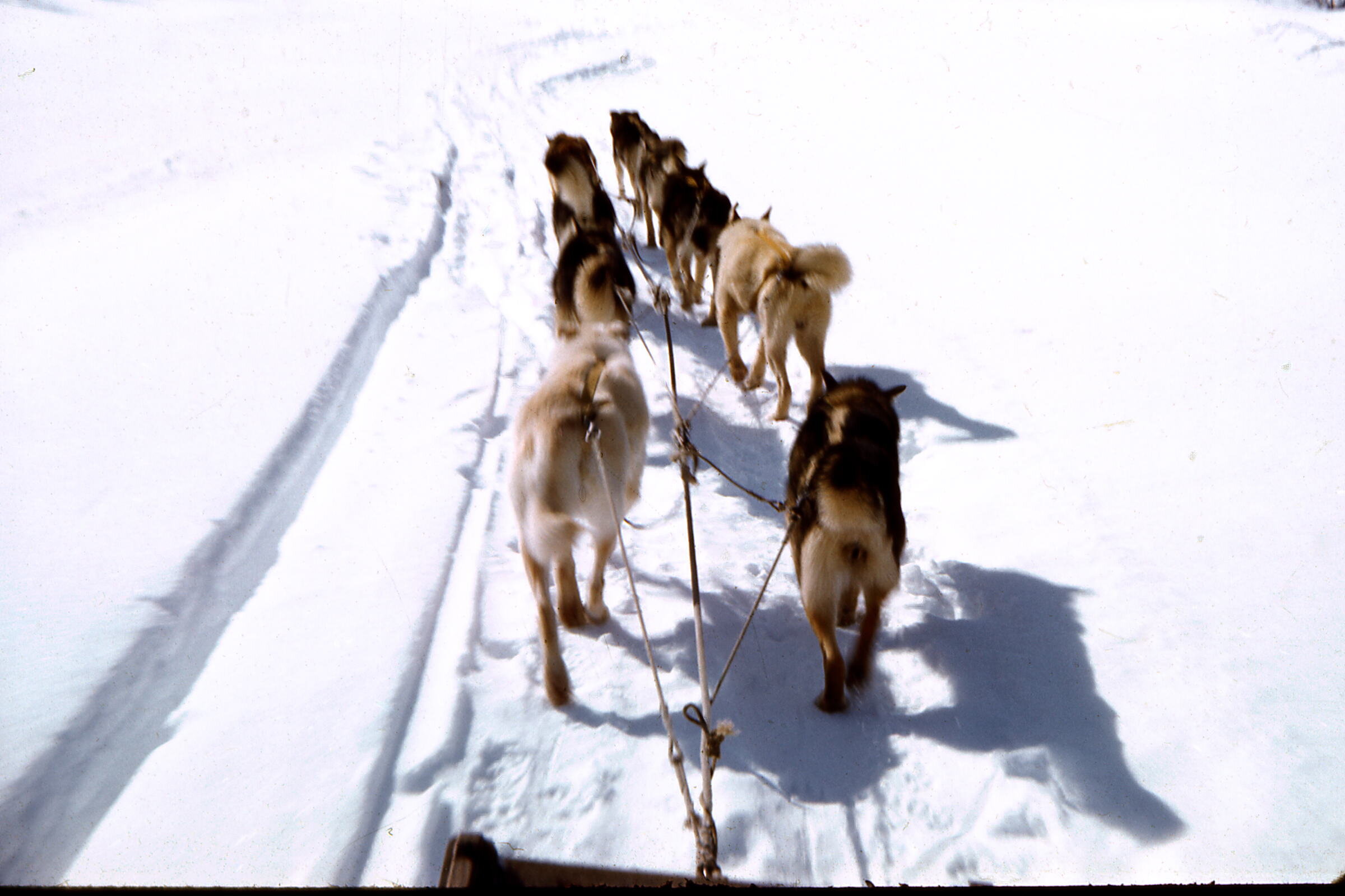 1958 - Dogteam on trail.jpg