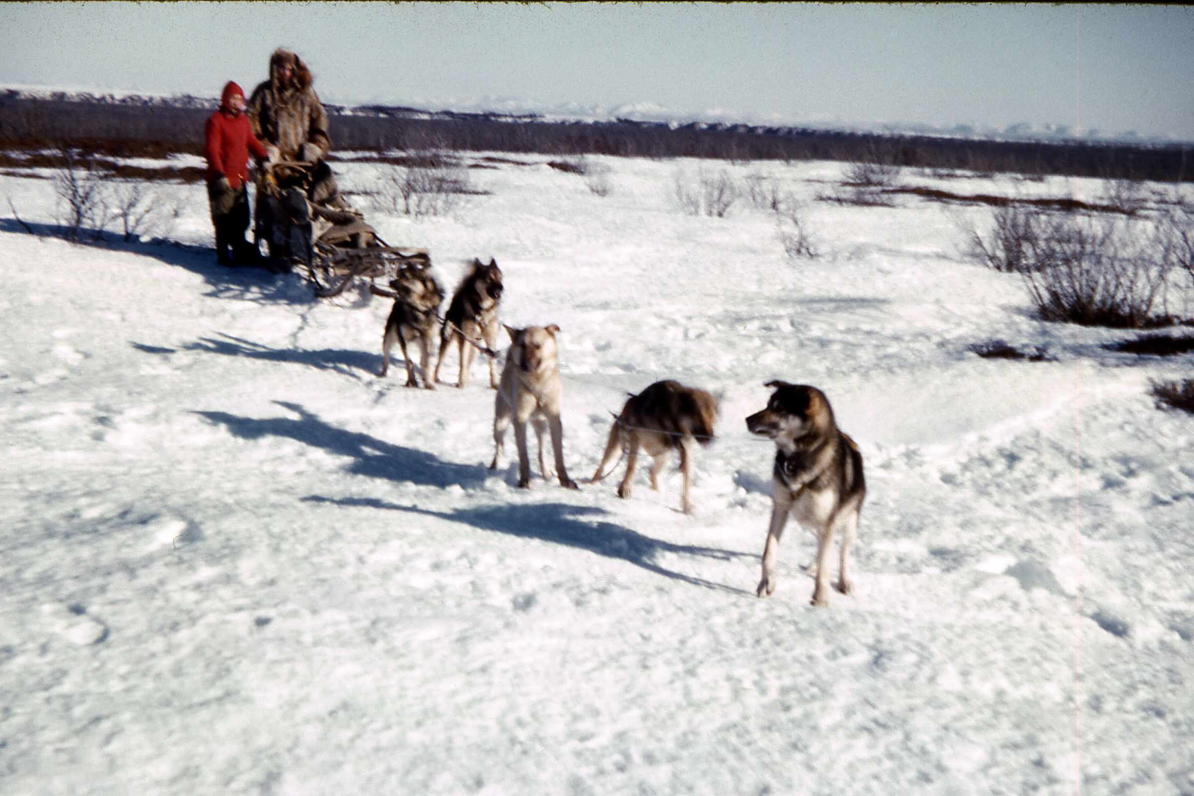 1960 Dog Team on tundra.jpg