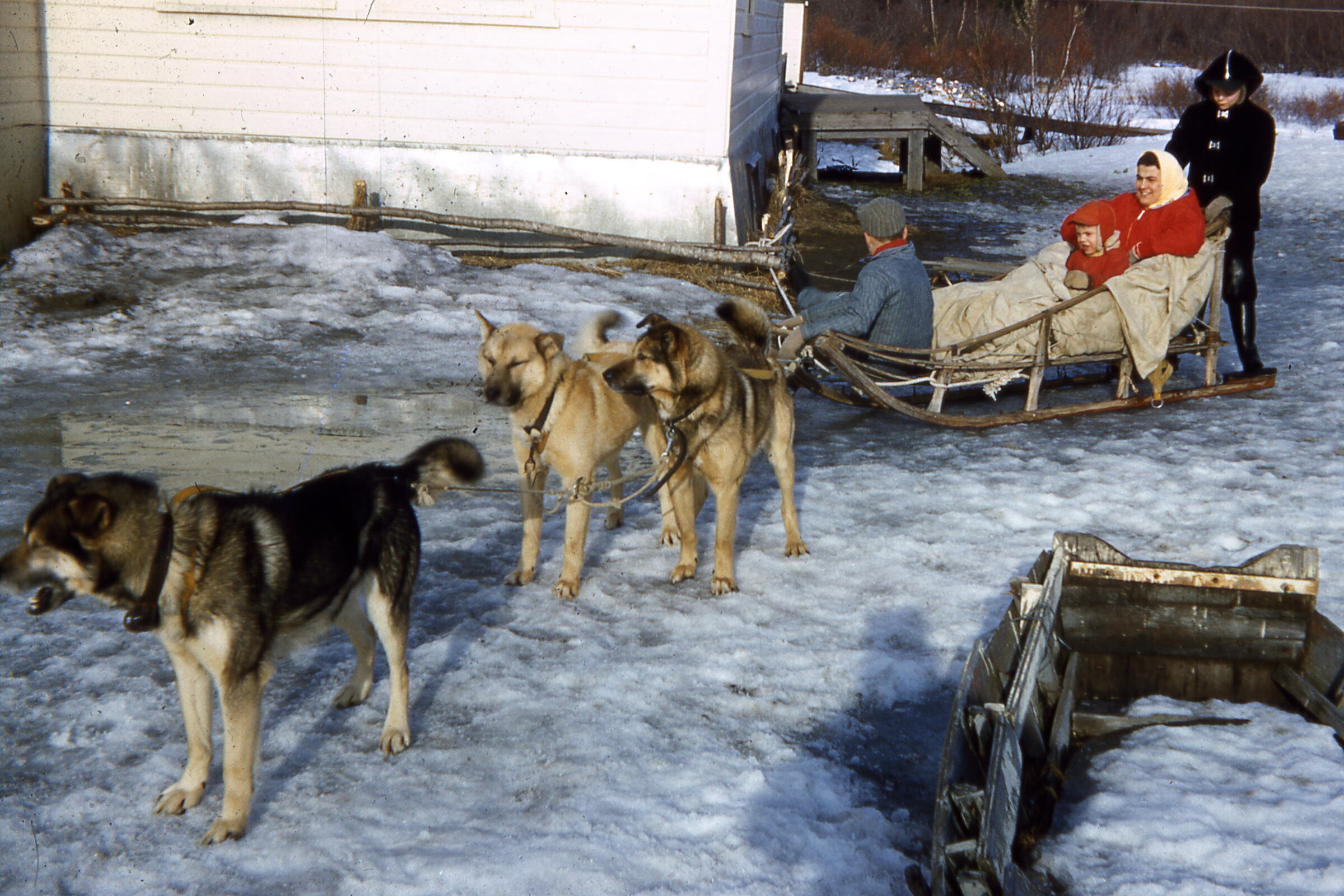 1960 Mom and boys in dog team.jpg