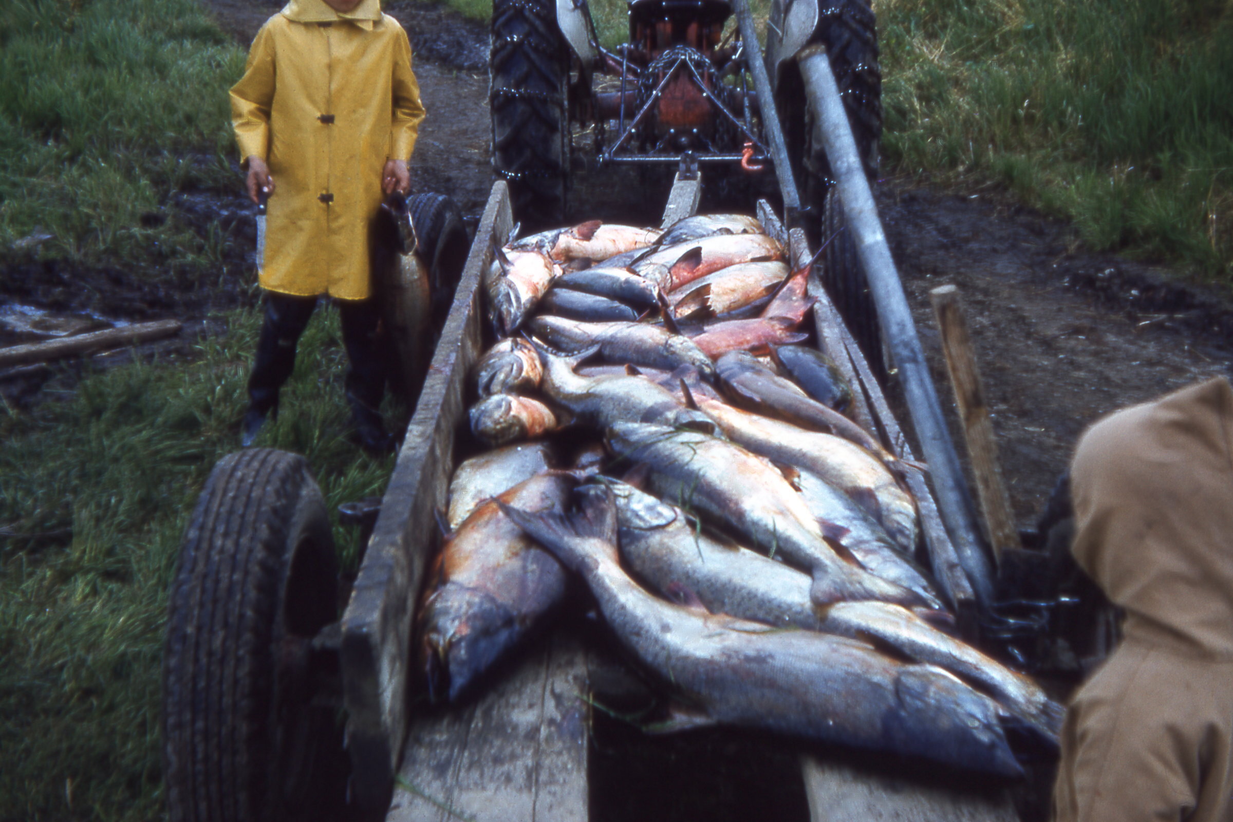 1960 wagon load of salmon.jpg