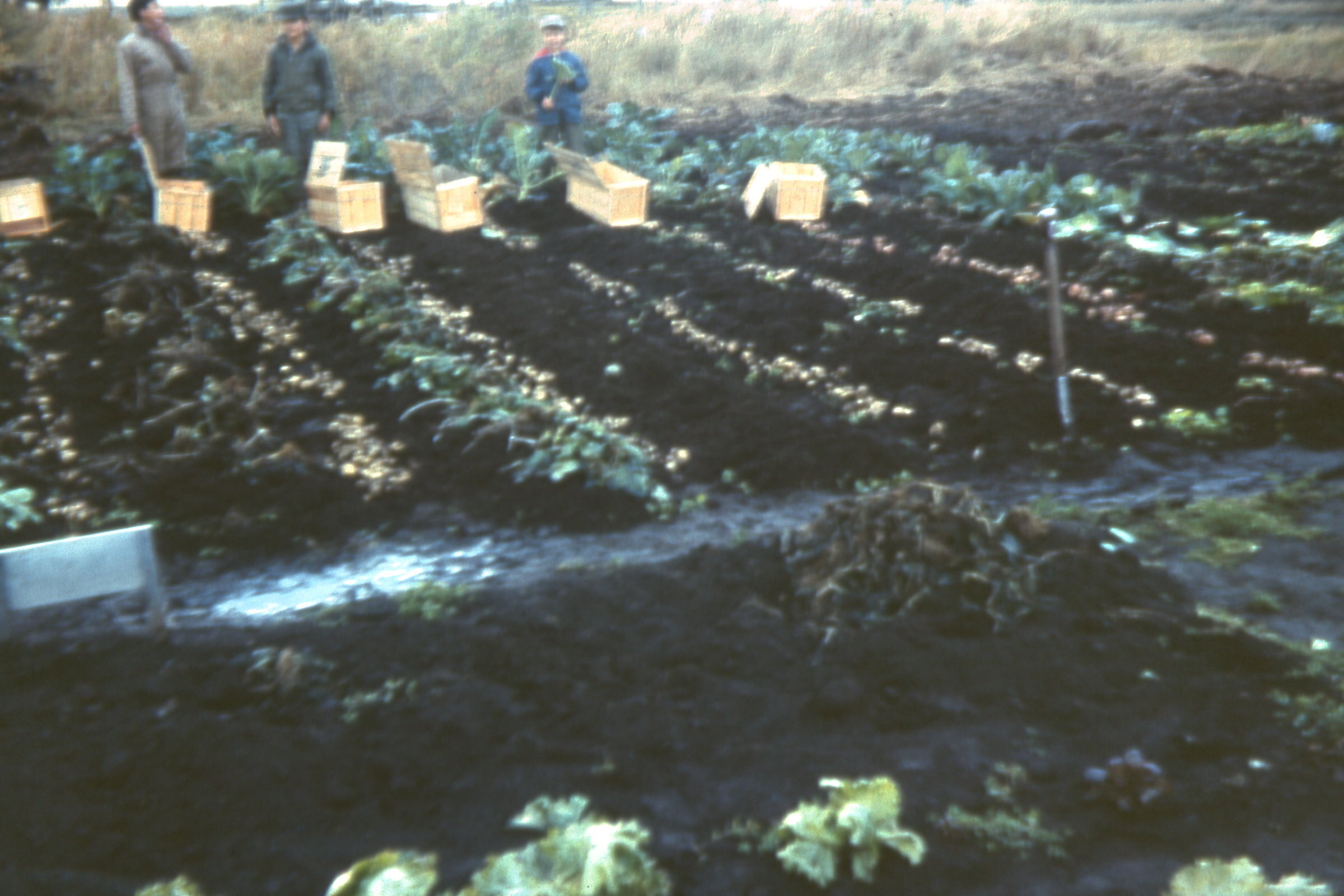 1963 Digging potatoes.jpg