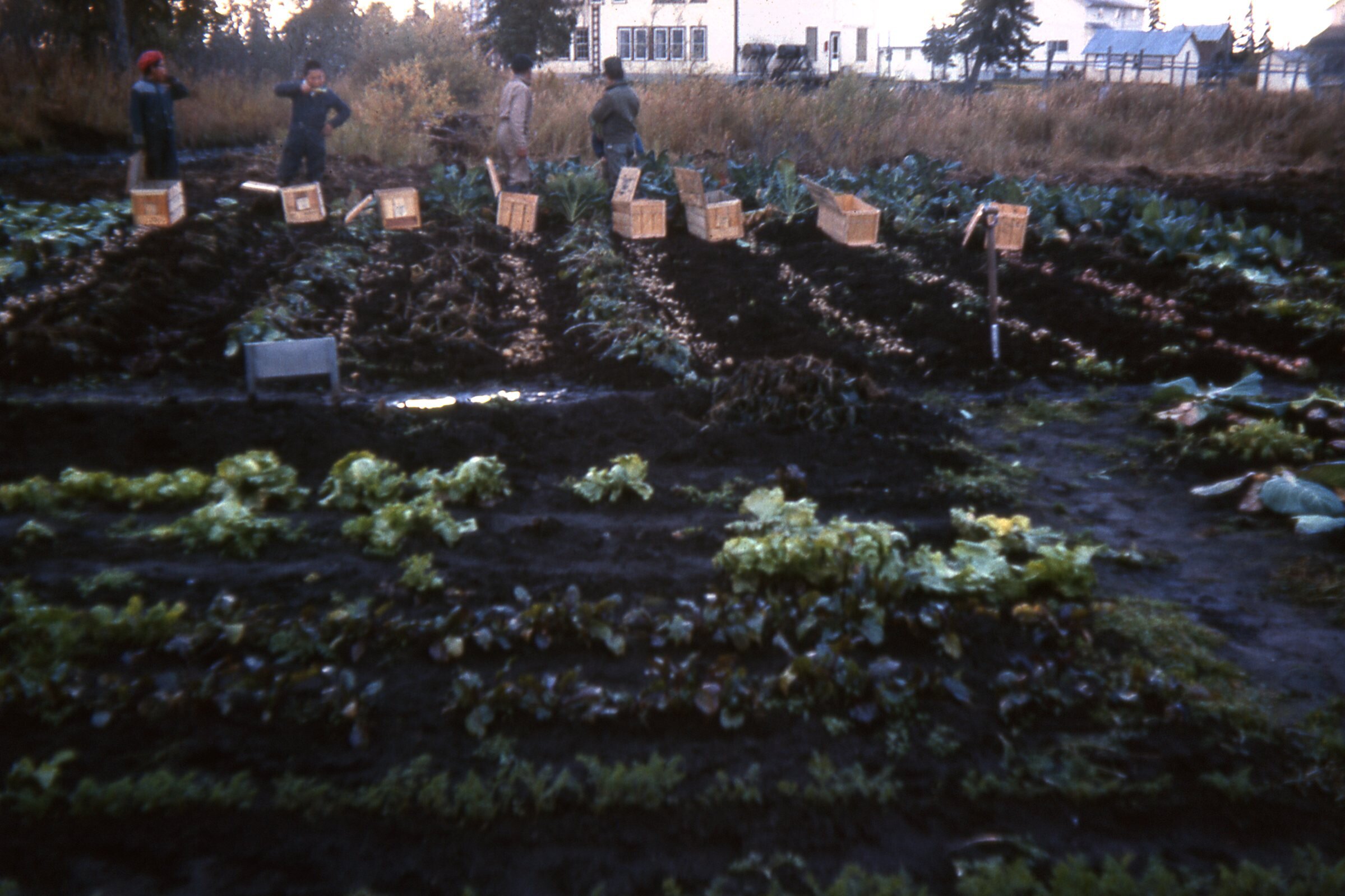 1963 MCH garden harvest.jpg