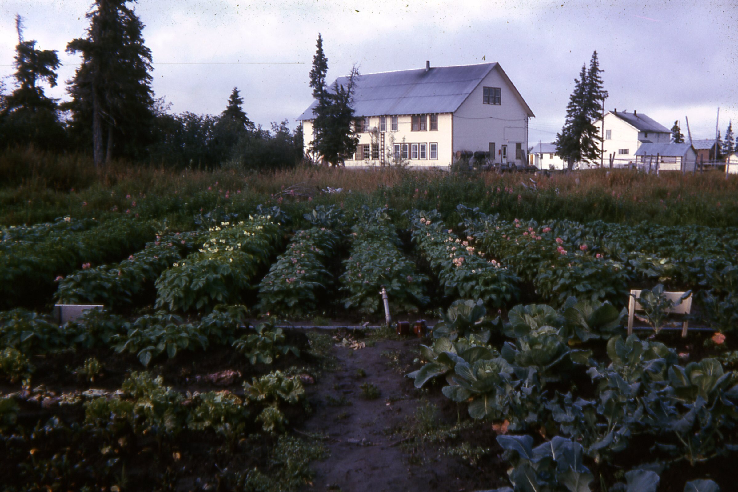 1963 MCH garden.jpg