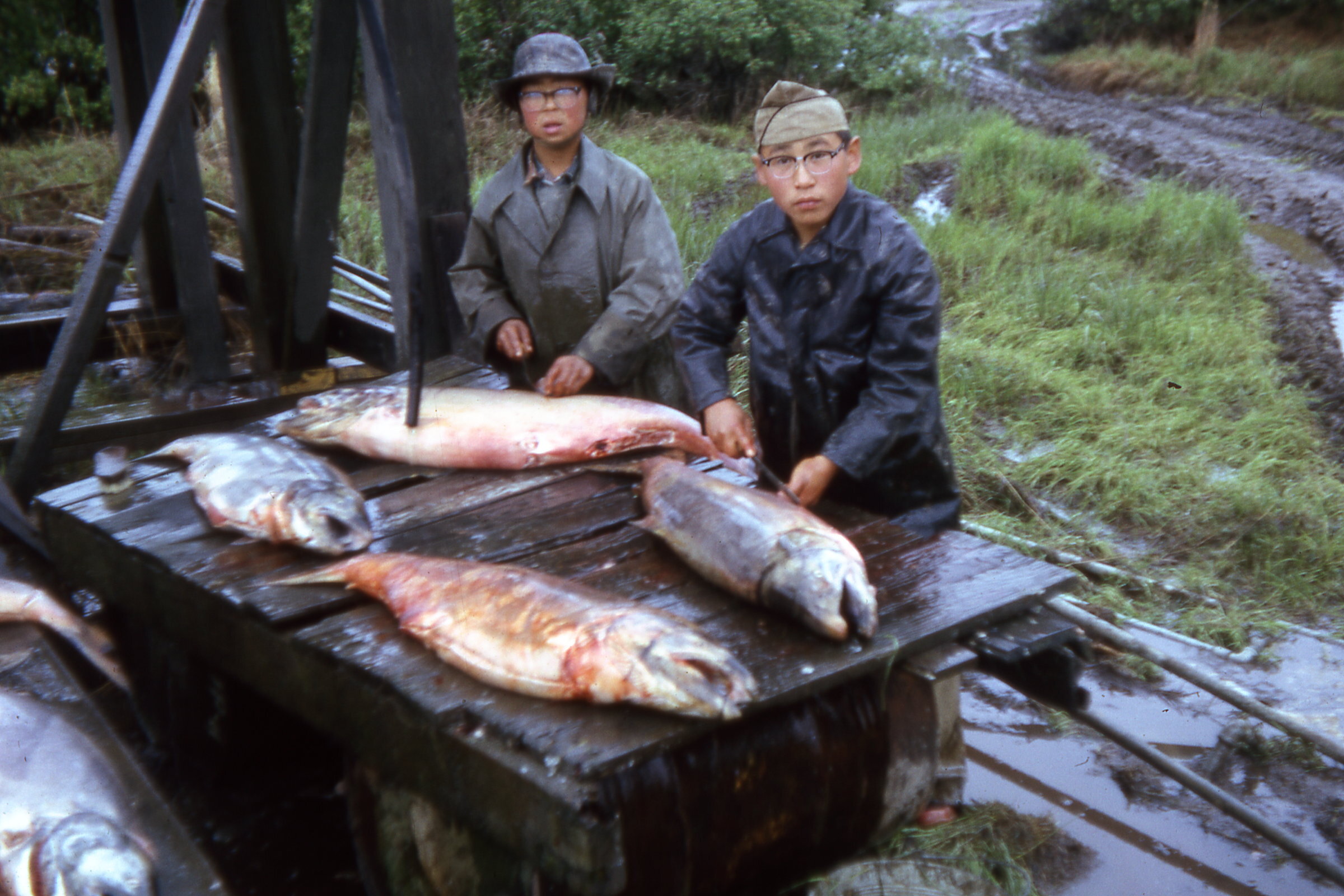 1964 cleanin salmon.jpg