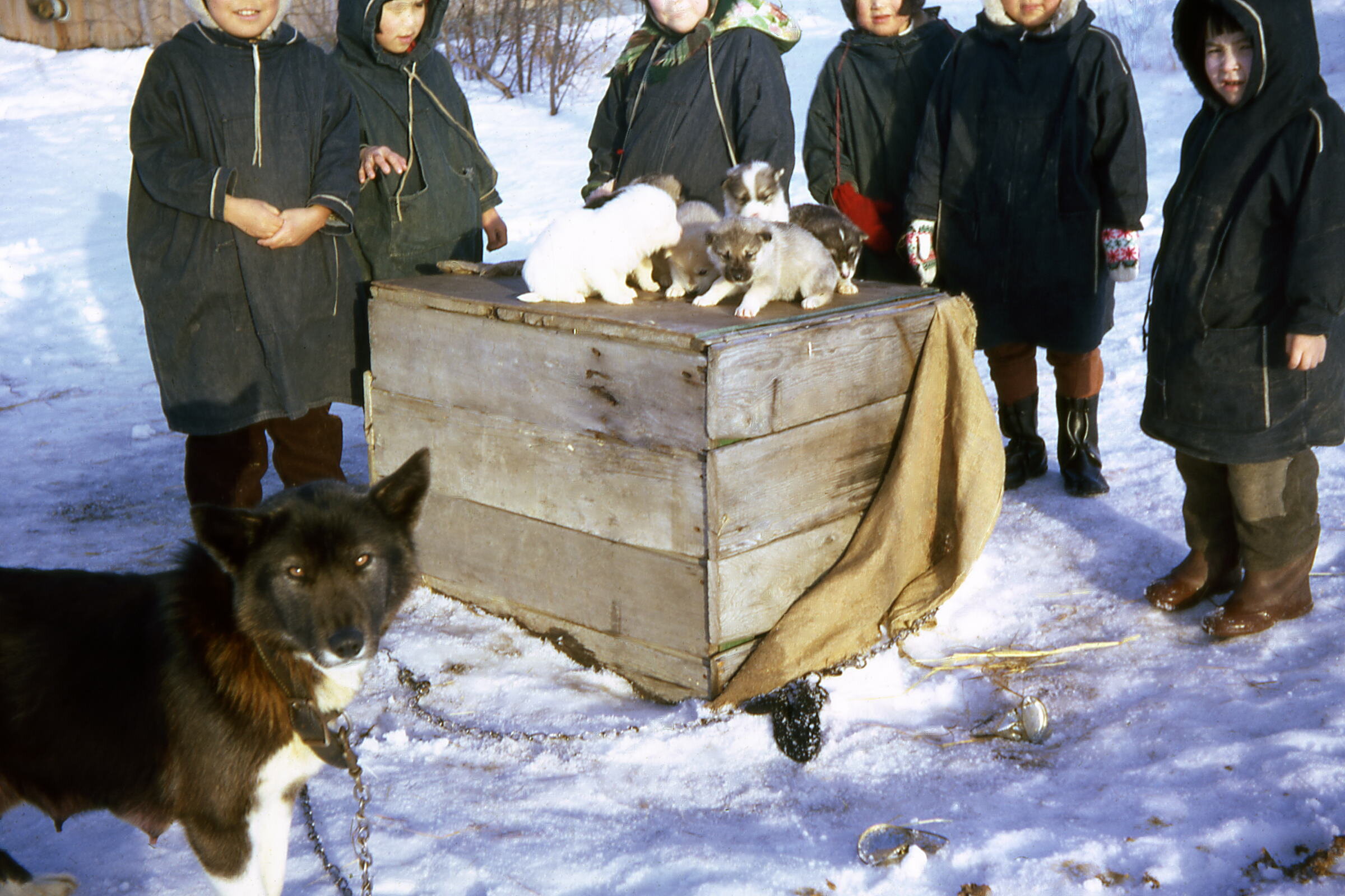 1967 - MCH Kids with puppies.jpg