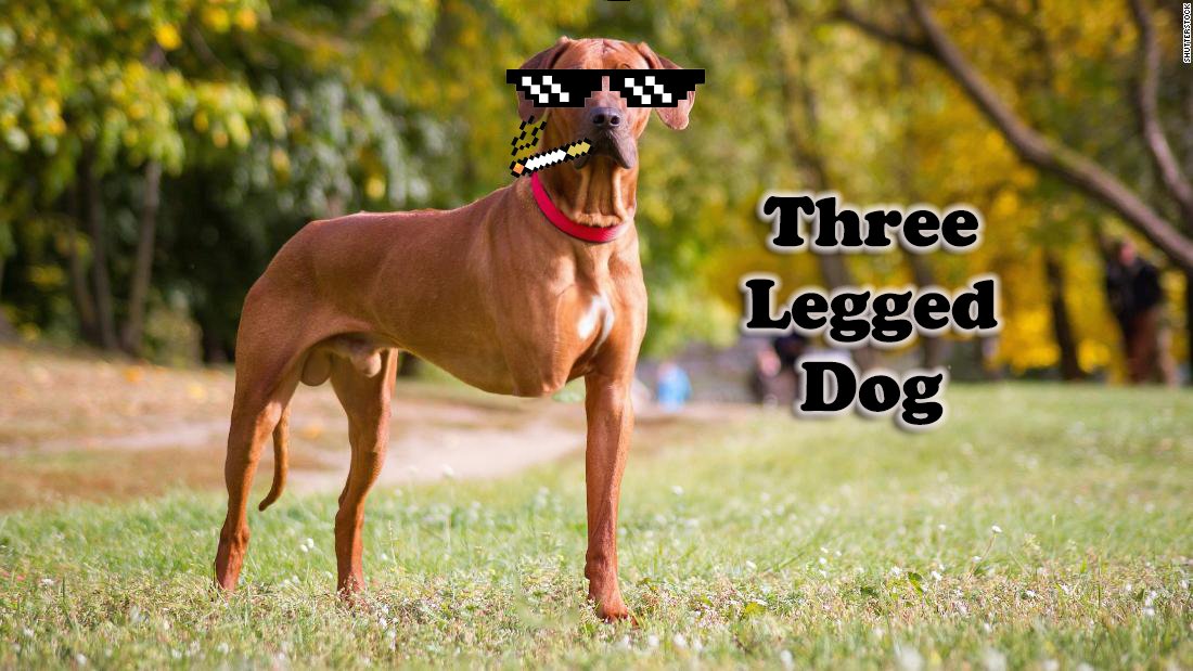 3 Legged Dog