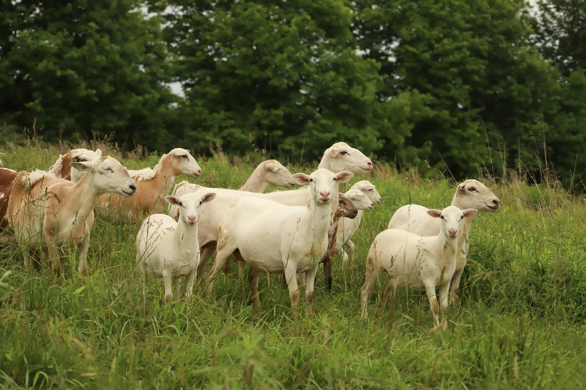 livestock sales — Crossroads Land + Livestock