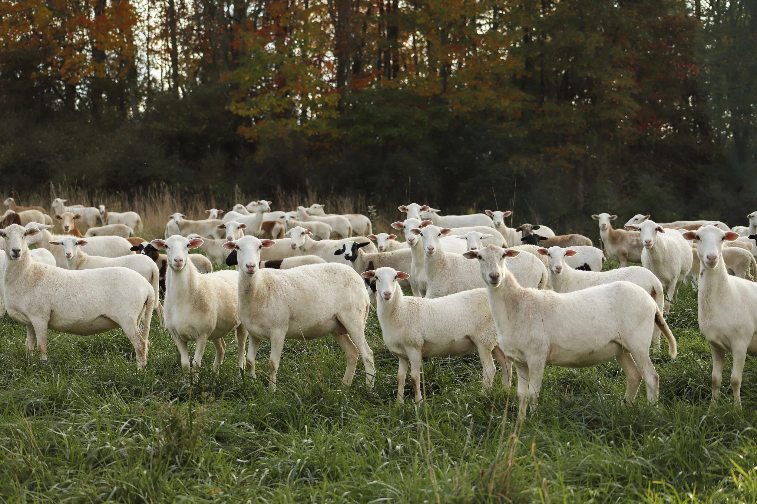 livestock sales — Crossroads Land + Livestock