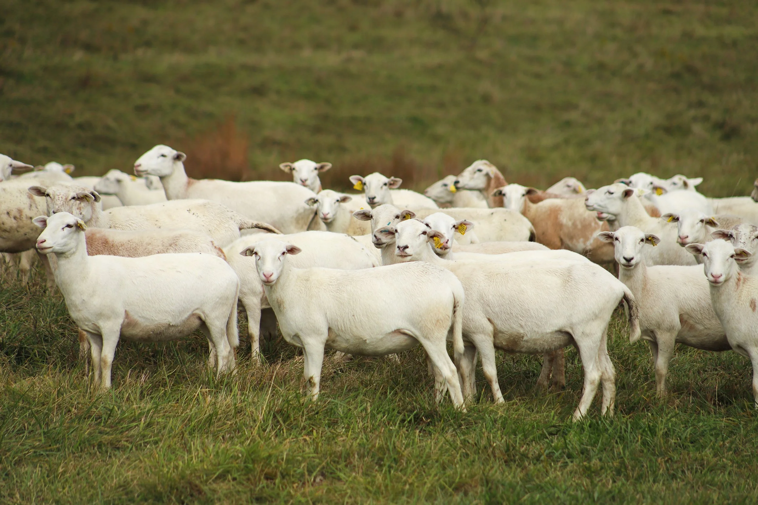 livestock sales — Crossroads Land + Livestock