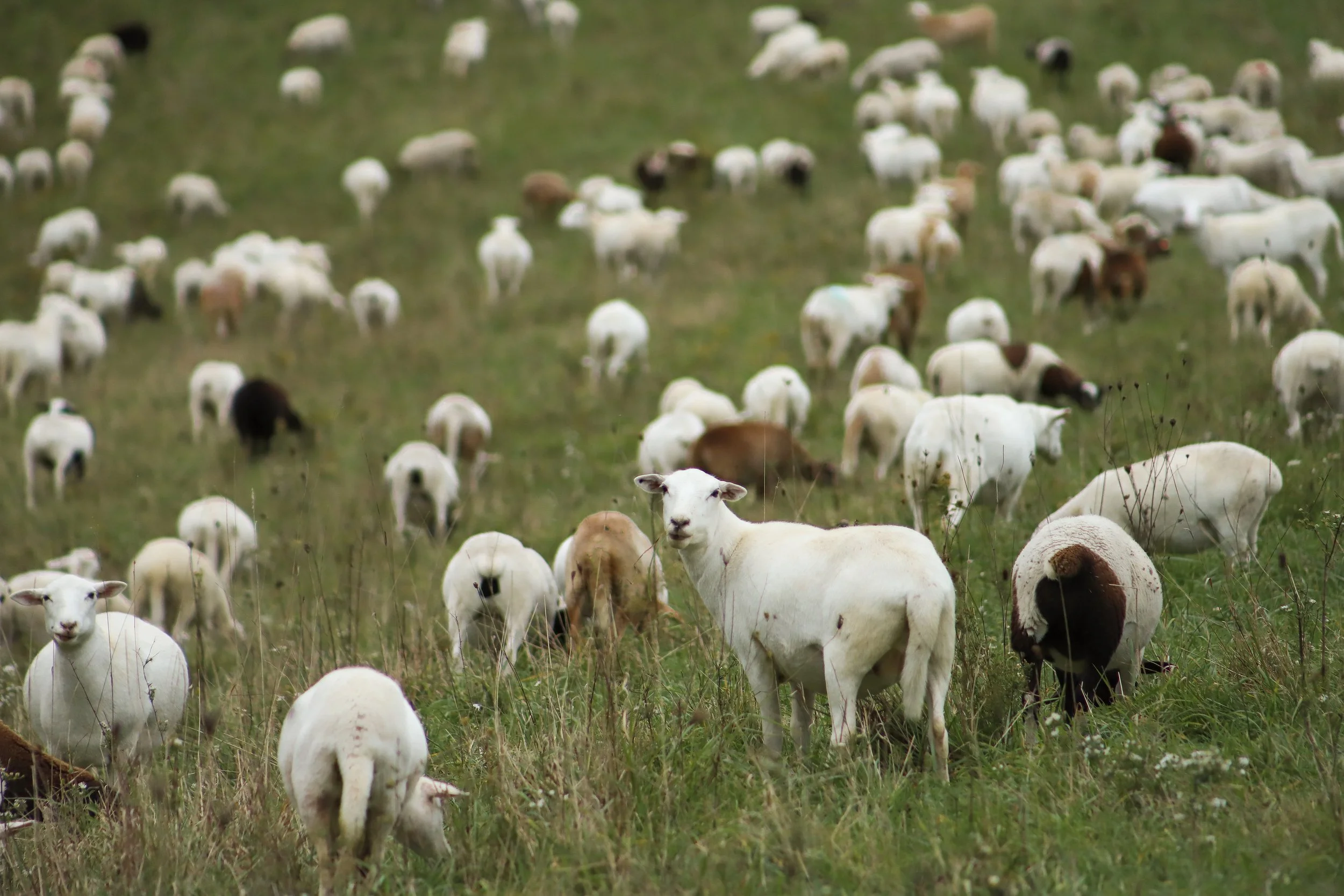 livestock sales — Crossroads Land + Livestock