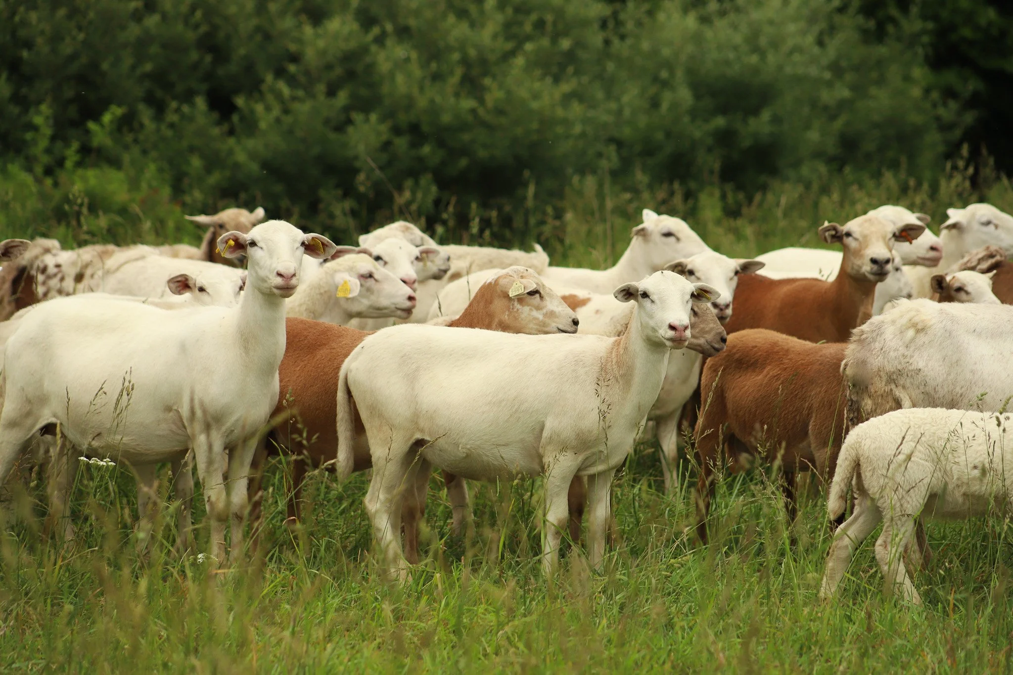 livestock sales — Crossroads Land + Livestock