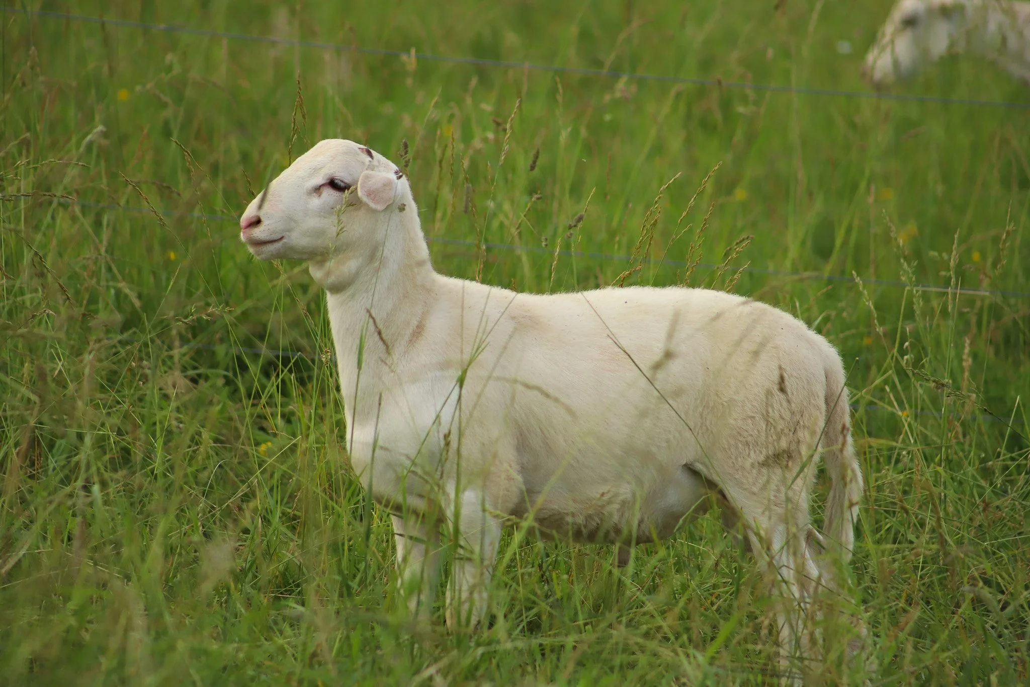 livestock sales — Crossroads Land + Livestock