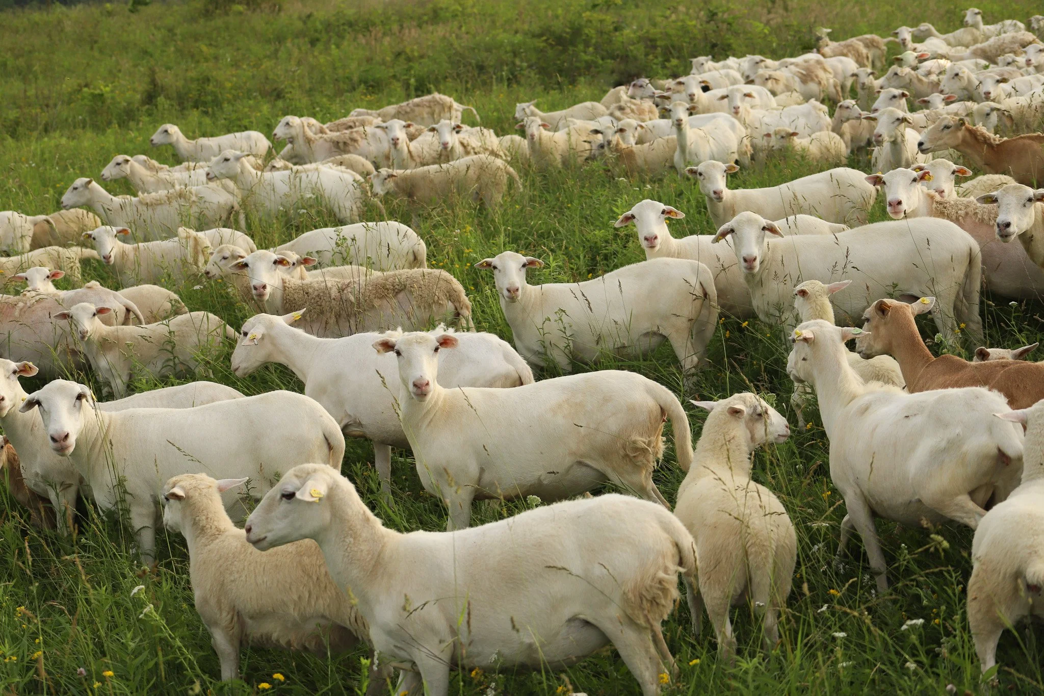 livestock sales — Crossroads Land + Livestock