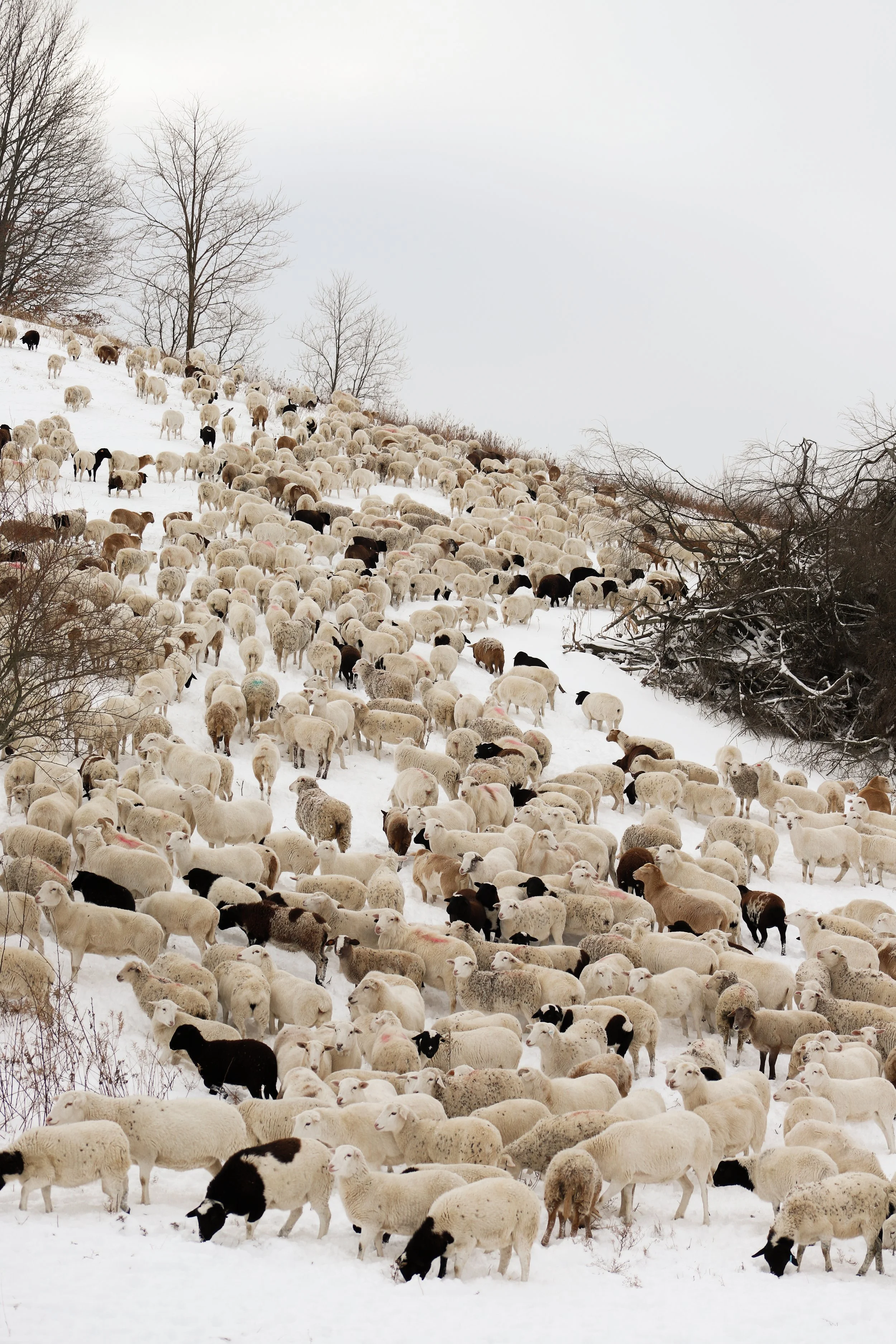 livestock sales — Crossroads Land + Livestock